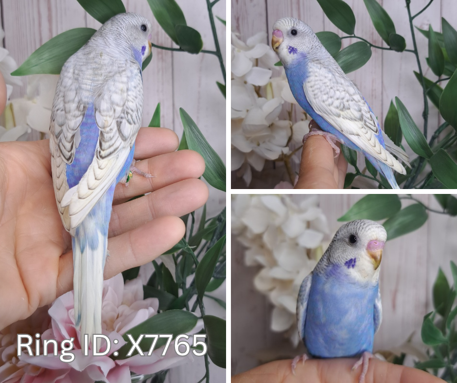 Budgie- Ring ID: X7765- DEPOSIT TAKEN