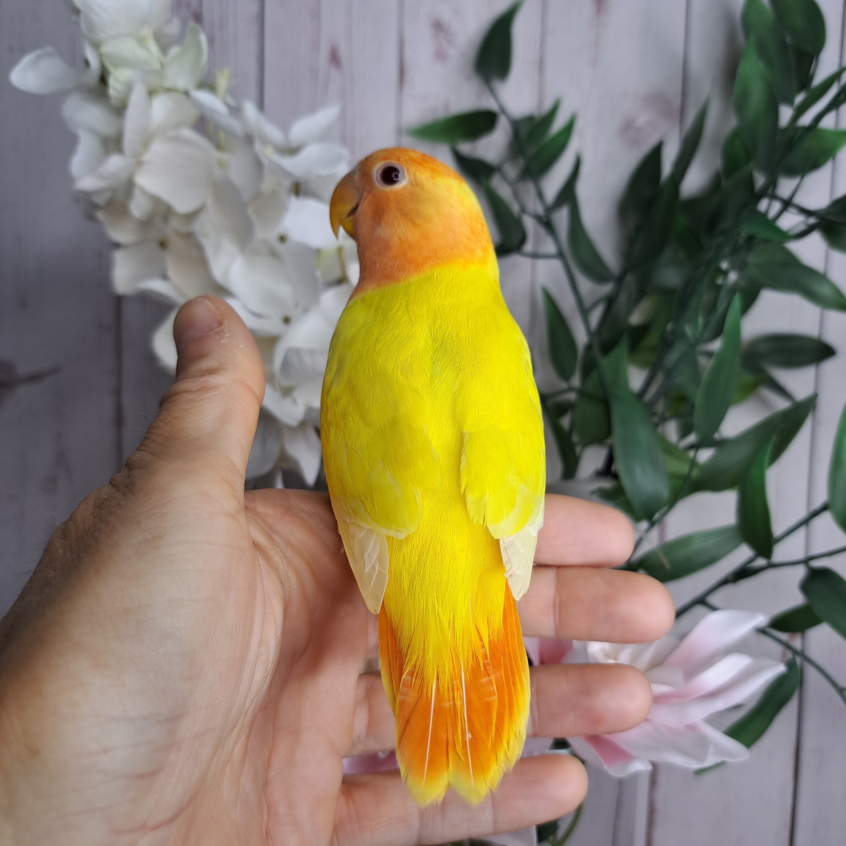 Lovebird- Ring ID: Z5834
