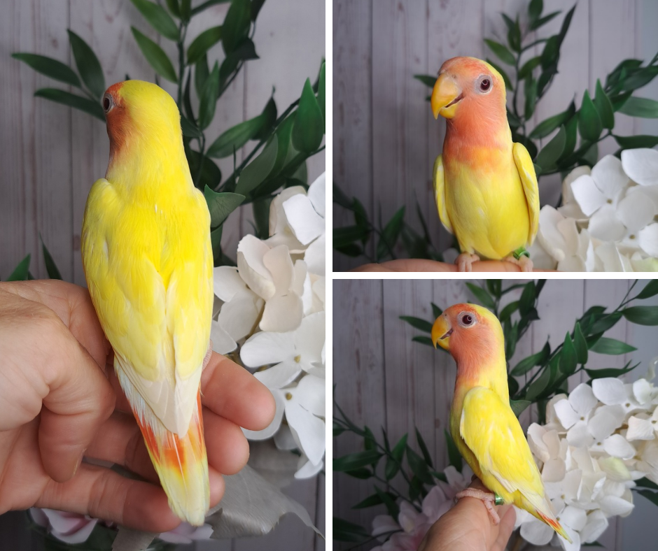 Lovebird- Ring ID: V8332- deposit made