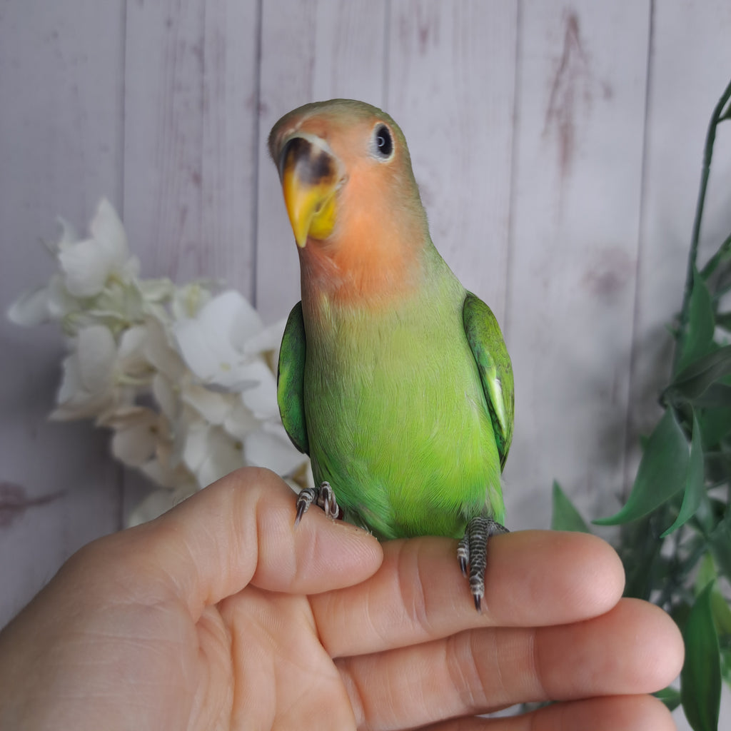 Lovebird- Ring ID: C383