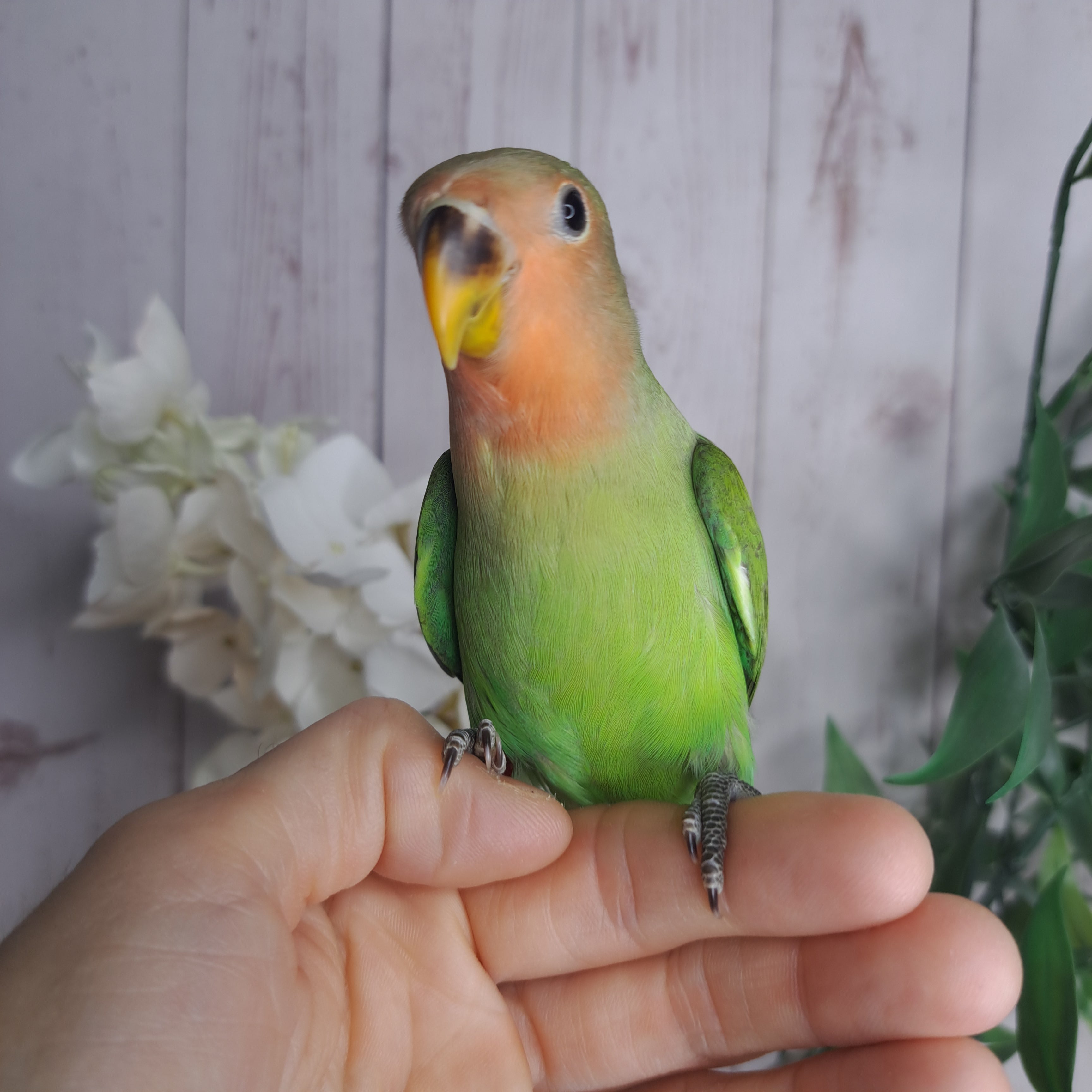 Lovebird- Ring ID: C383