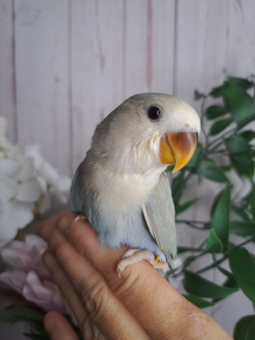 Lovebird- Ring ID: V1890
