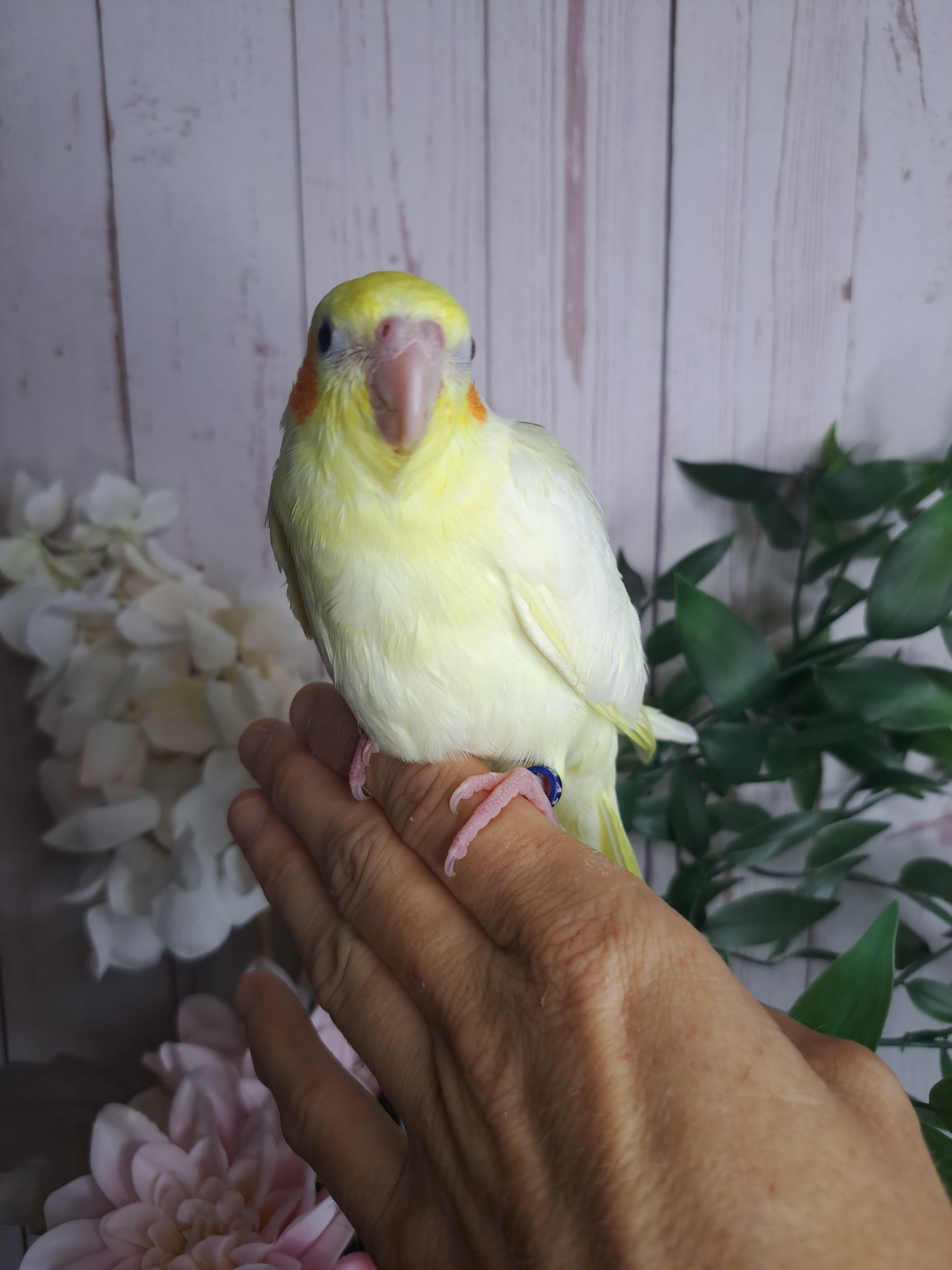 Cockatiel- Ring ID: F8416- DEPOSIT TAKEN