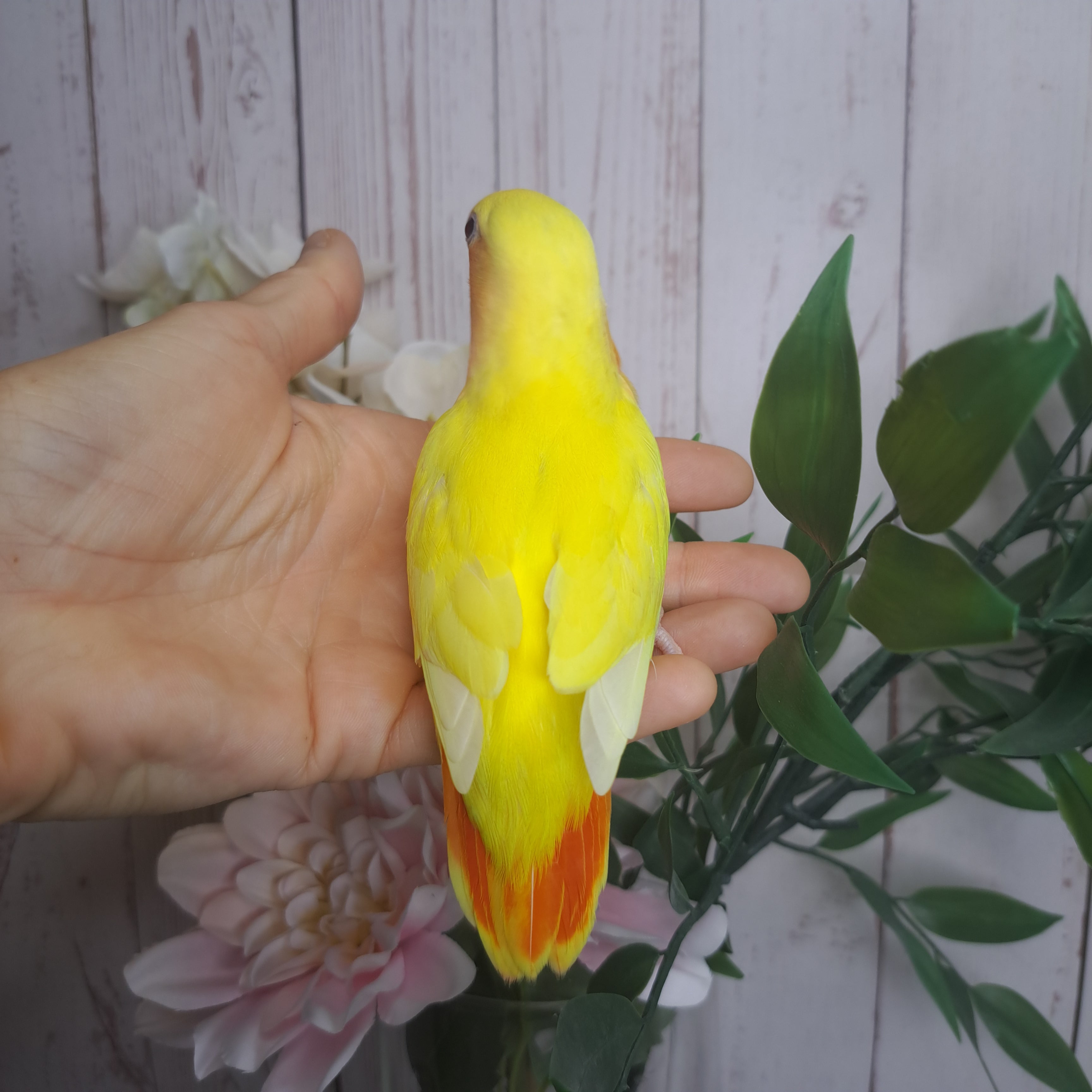 Lovebird- Ring ID: S3481