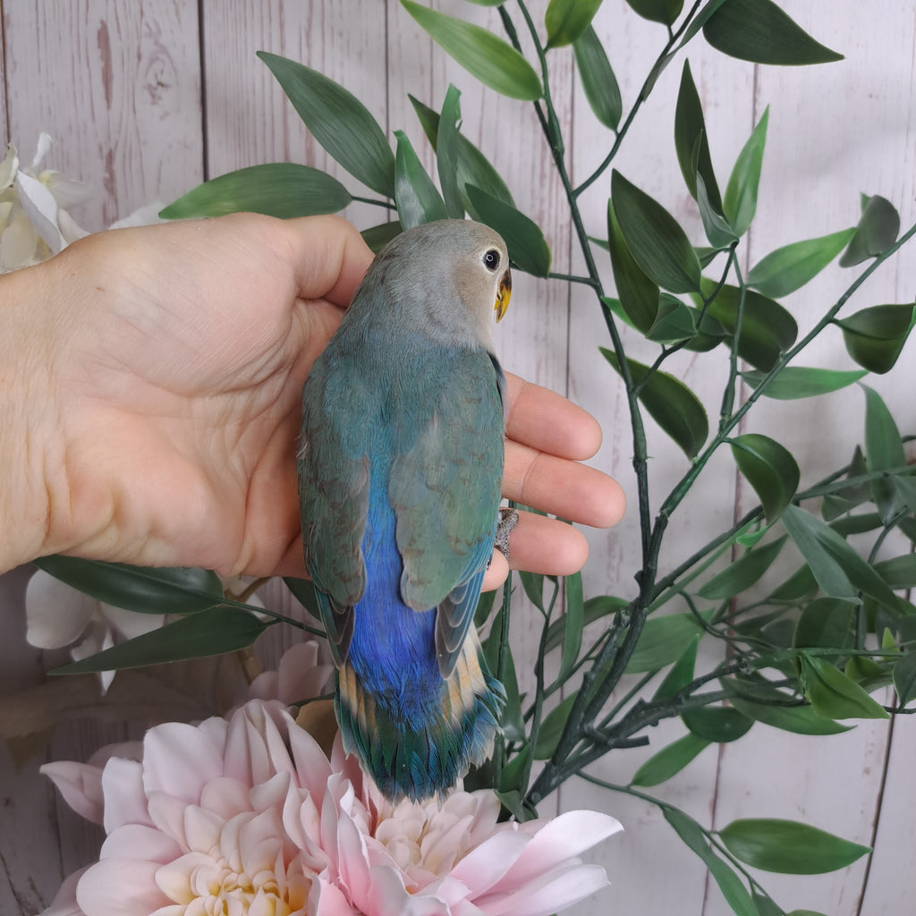 Lovebird- Ring ID: W5244 - DEPOSIT TAKEN