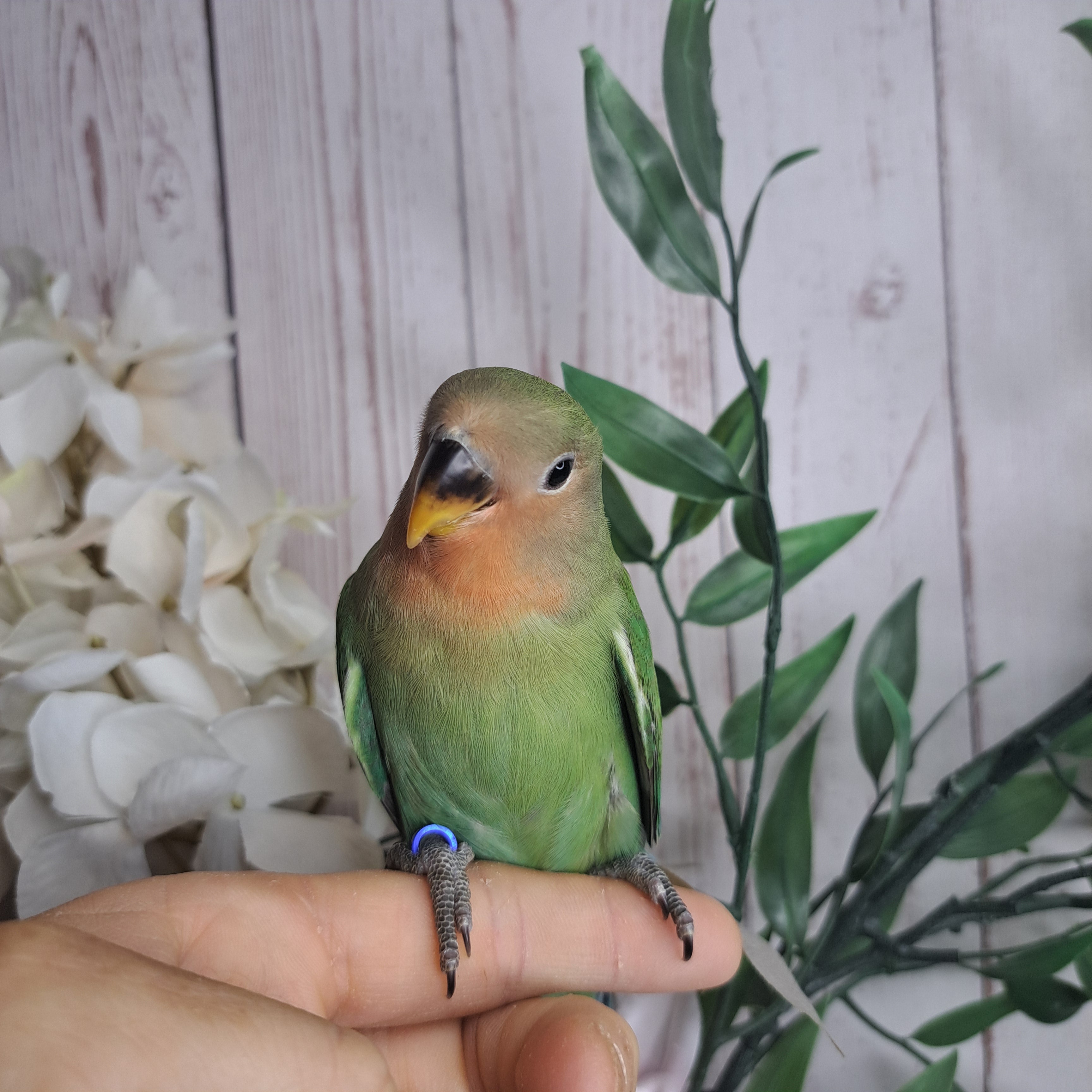 Lovebird- Ring ID: W3805