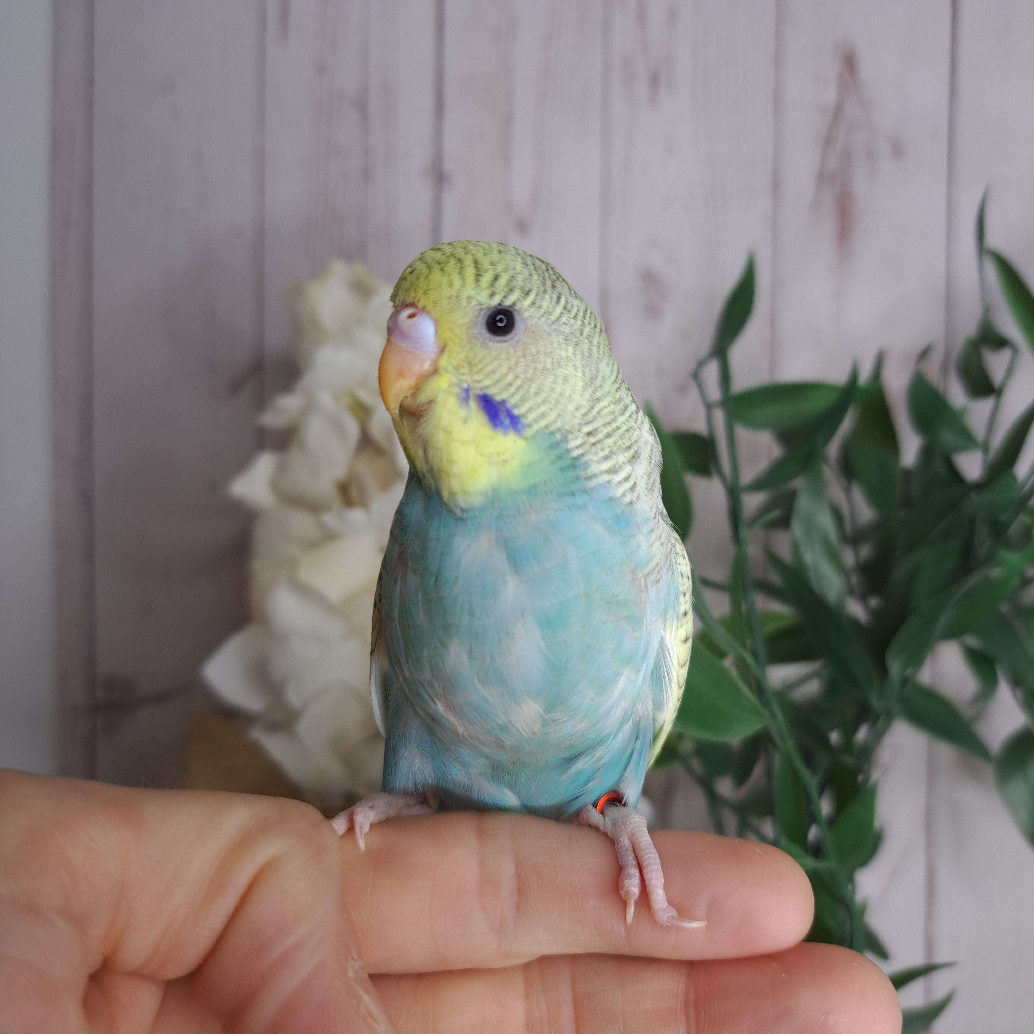 Budgie- Ring ID: Q1262