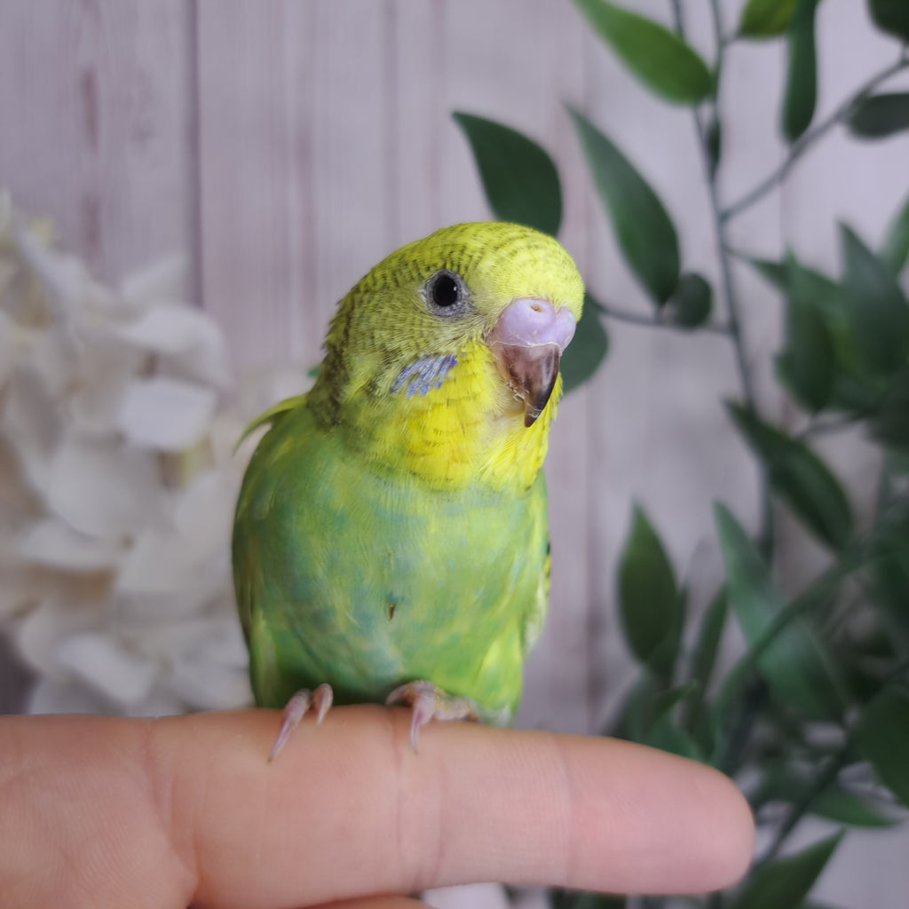 Budgie- Ring ID: X8943