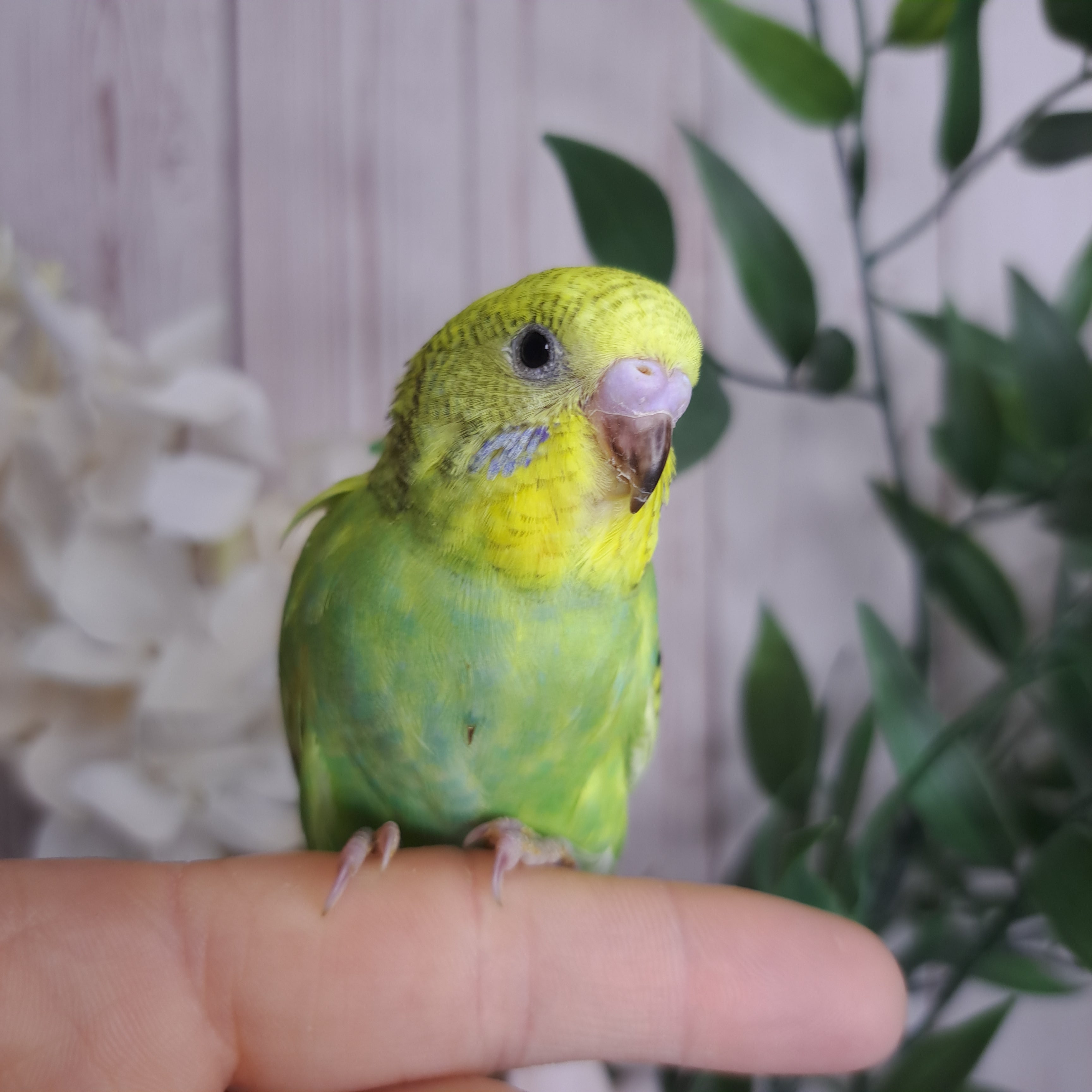 Budgie- Ring ID: X8943