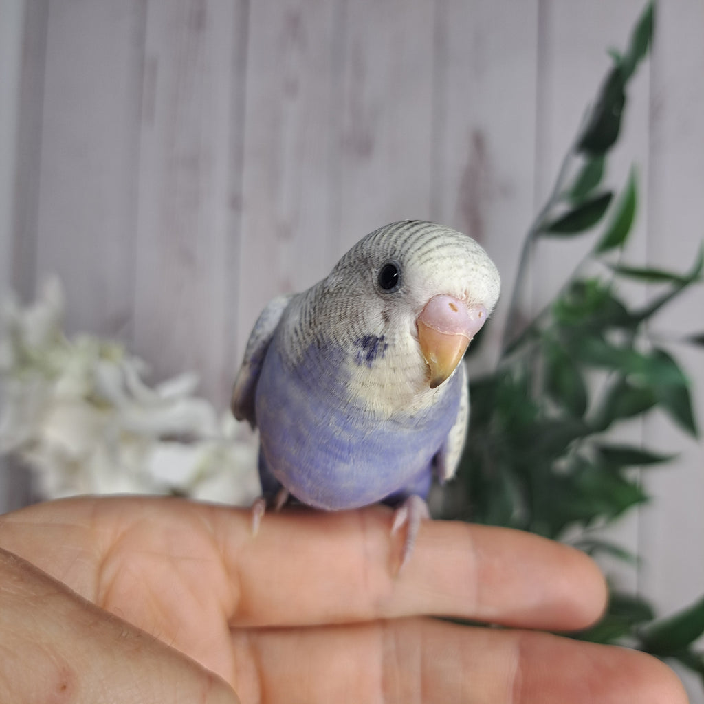 Budgie- Ring ID: Q7010- DEPOSIT TAKEN