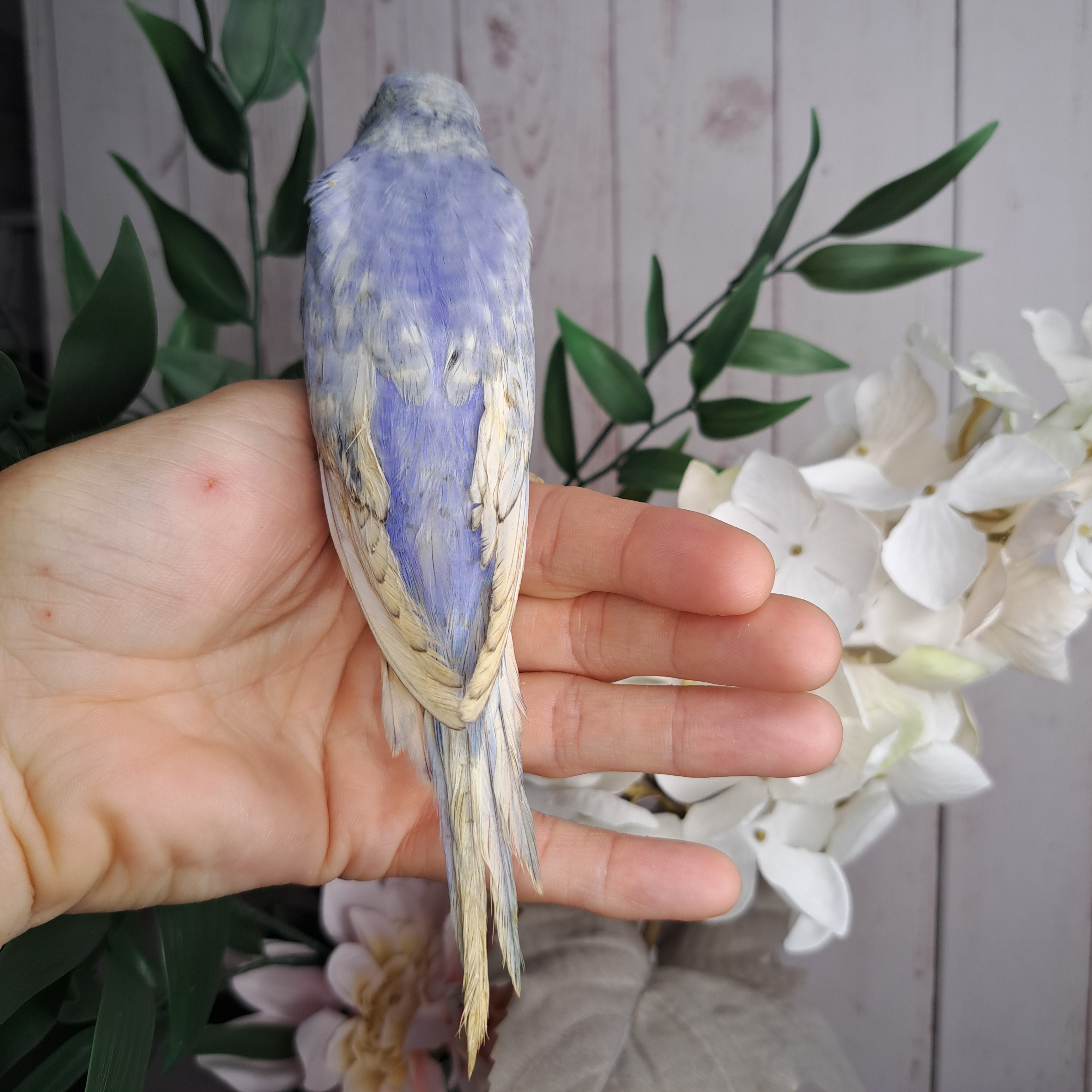 Budgie- Ring ID: F9505