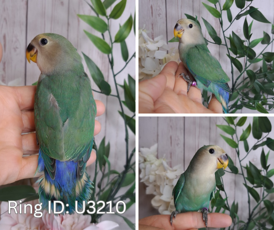 Lovebird- Ring ID: U3210