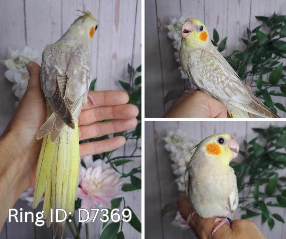 Cockatiel- Ring ID: D7369- DEPOSIT TAKEN