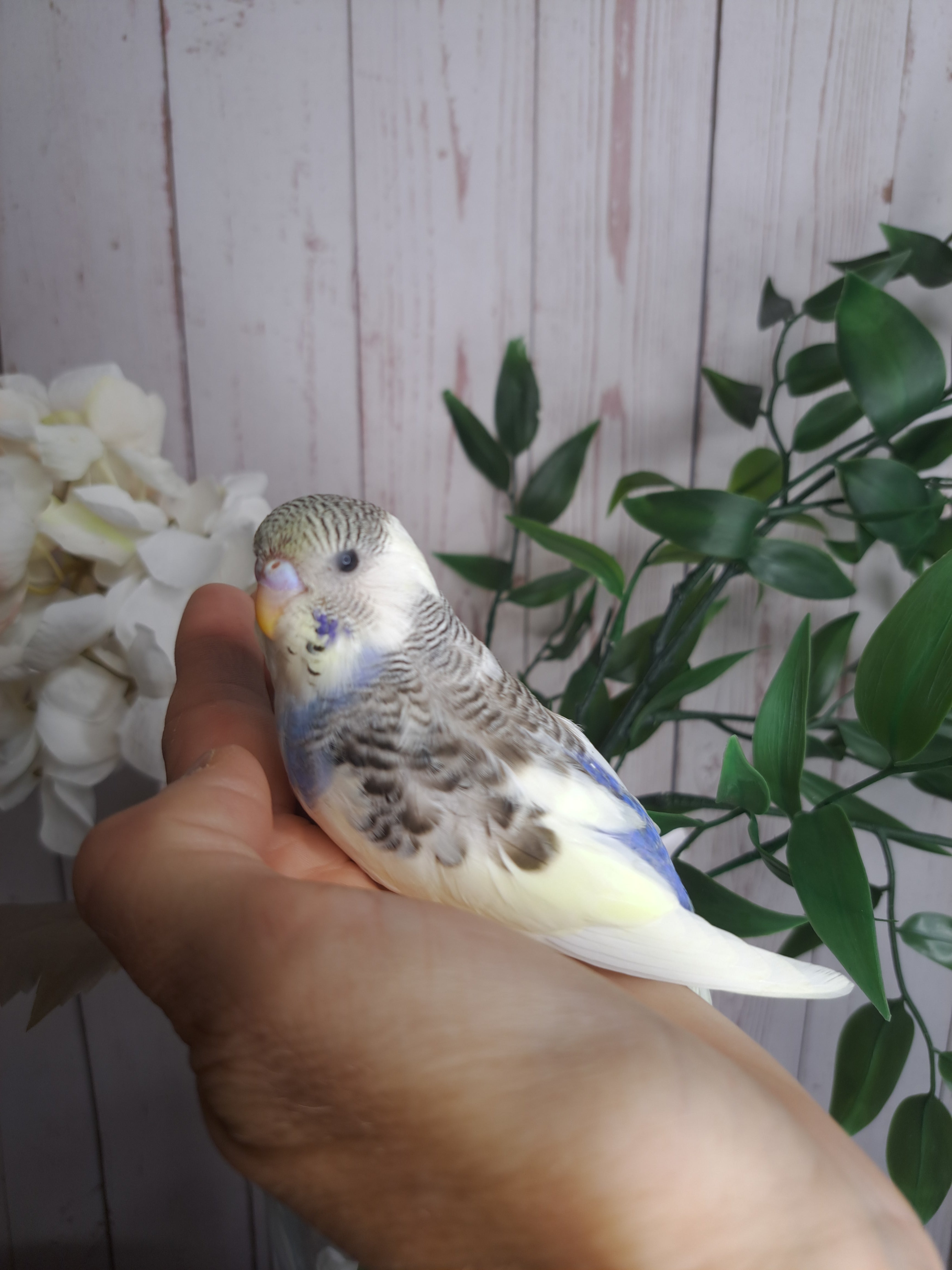 Budgie- Ring ID: U0657- DEPOSIT TAKEN