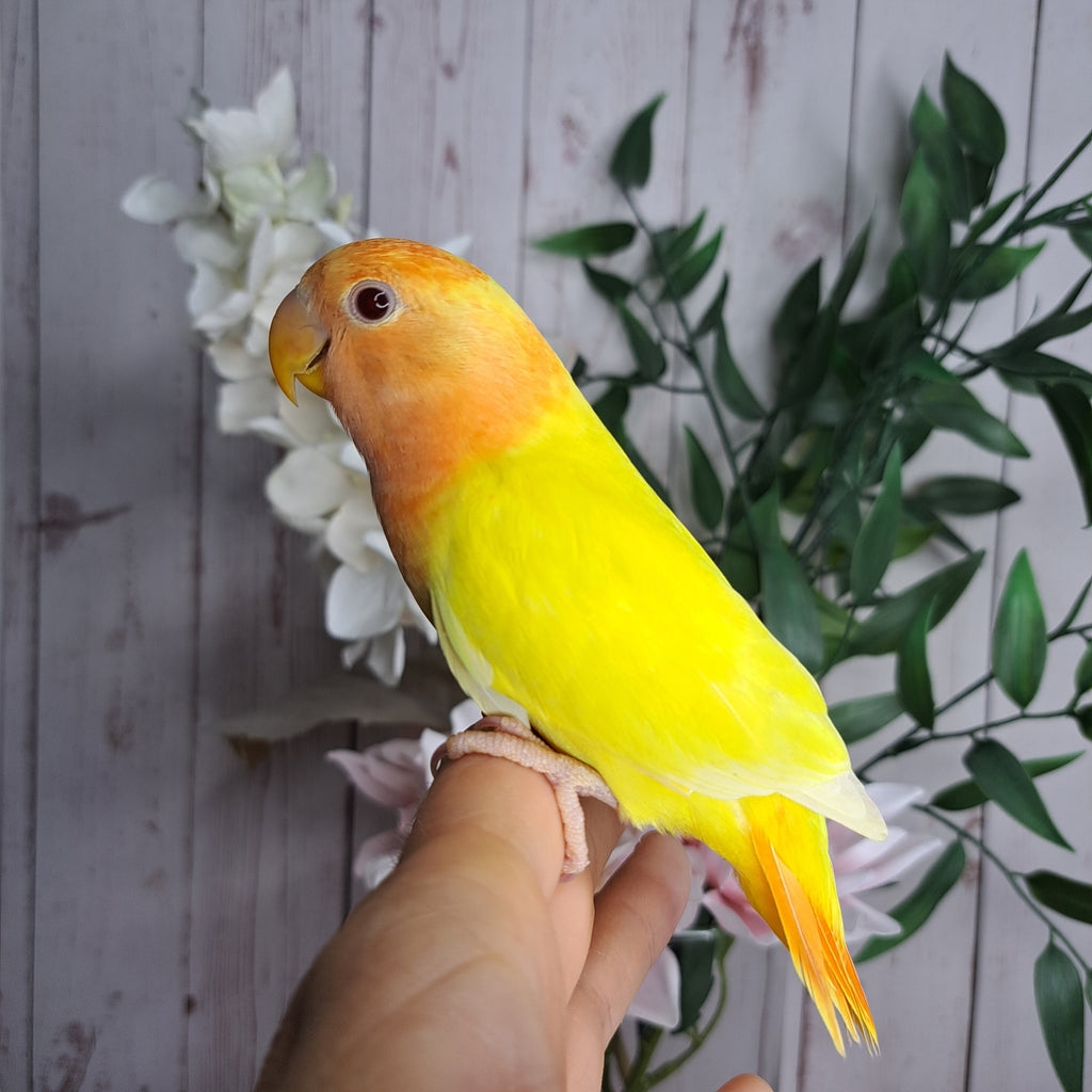 Lovebird- Ring ID: Z5834