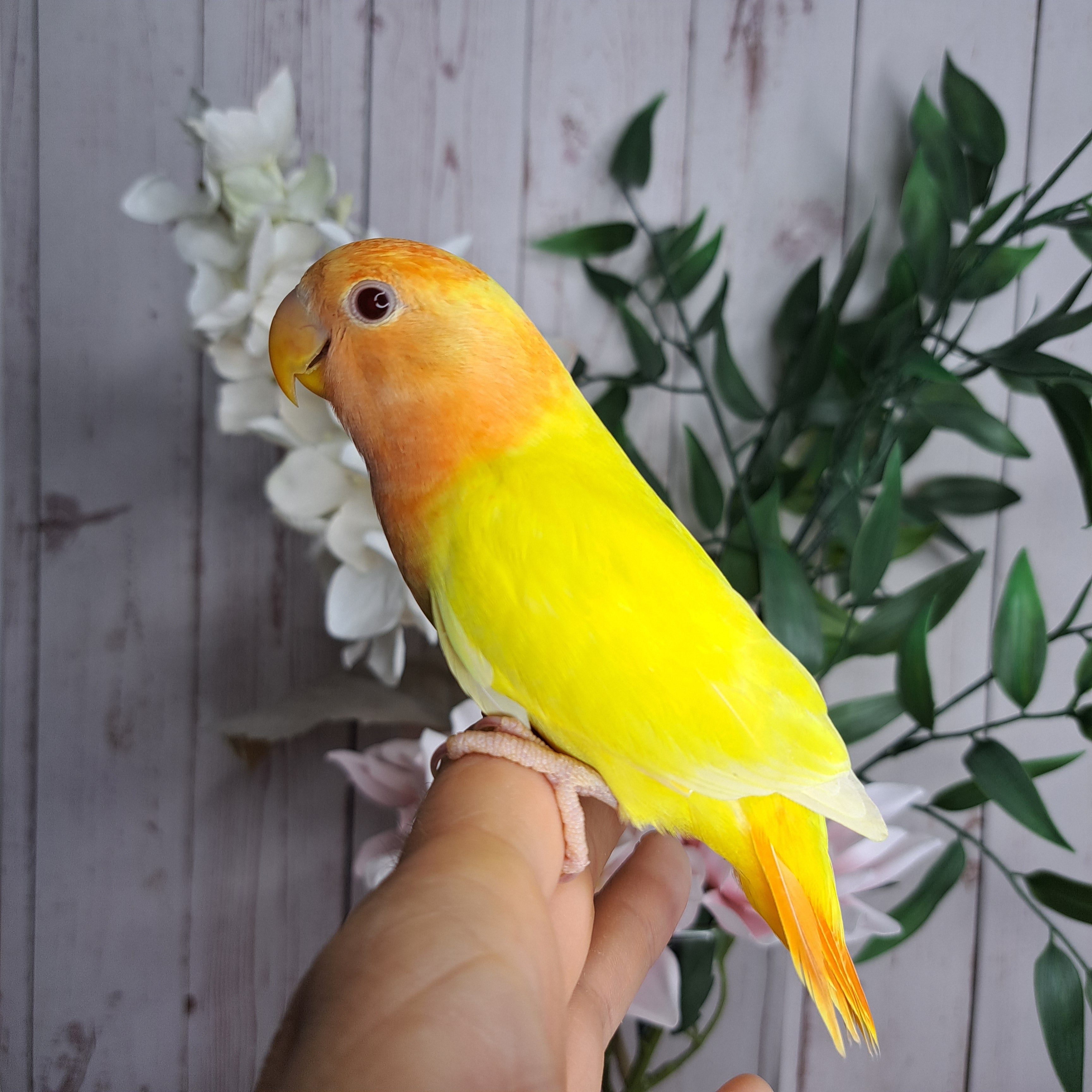 Lovebird- Ring ID: Z5834