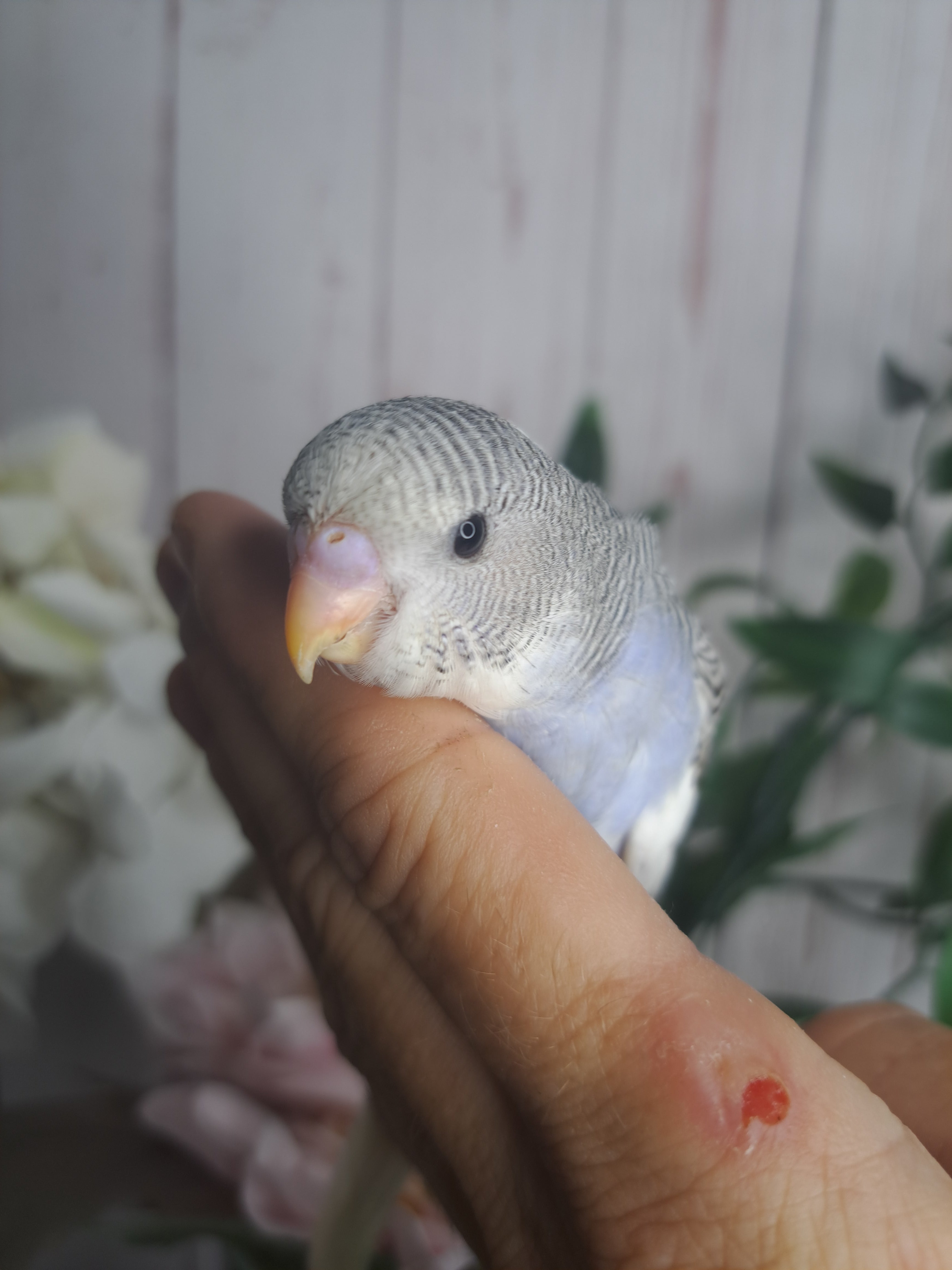 Budgie- Ring ID: Y9301