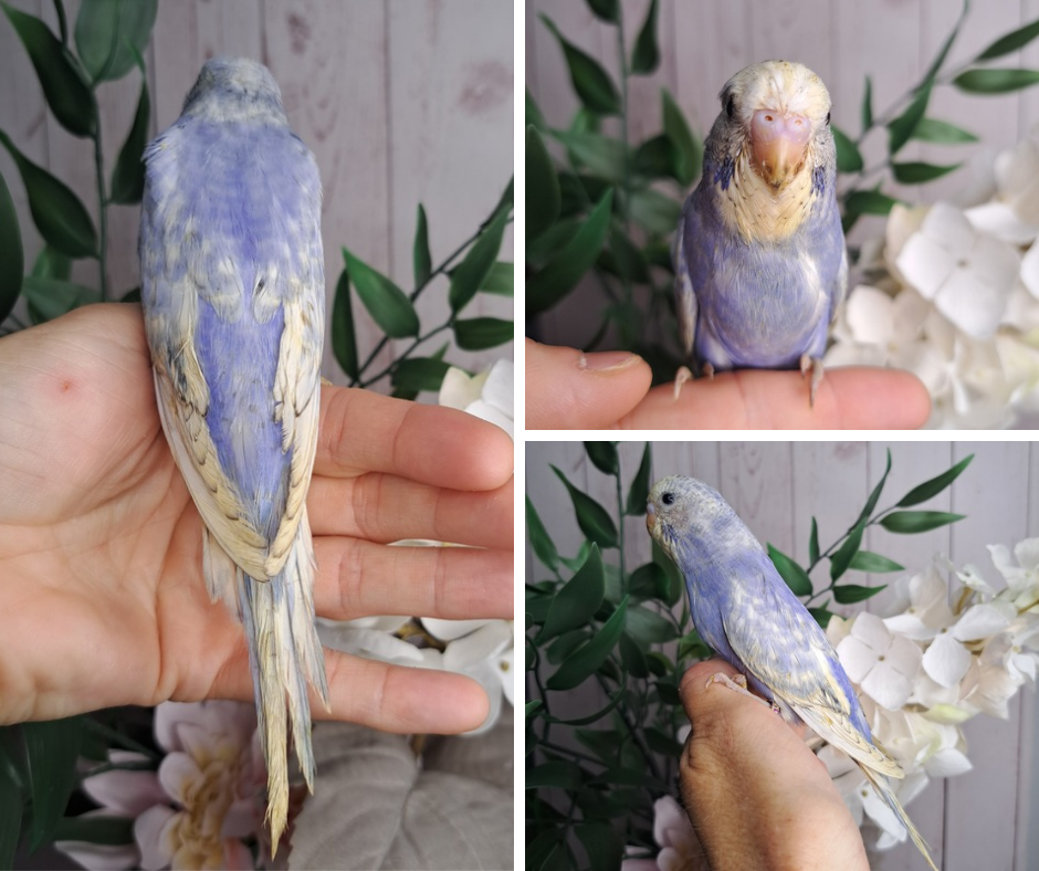 Budgie- Ring ID: F9505