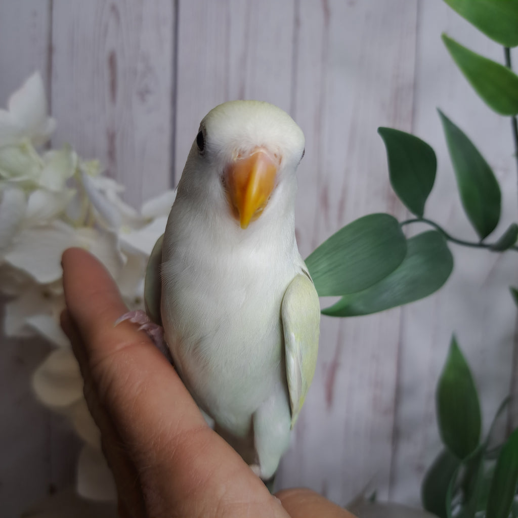 Lovebird- Ring ID: V4323