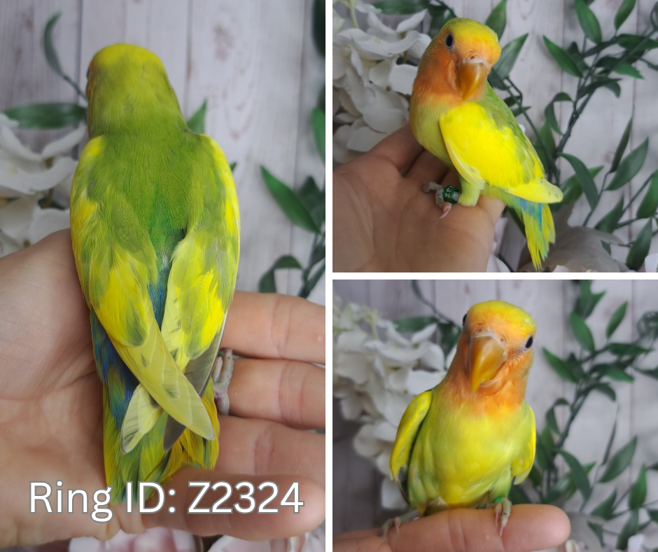 Lovebird- Ring ID:Z2324