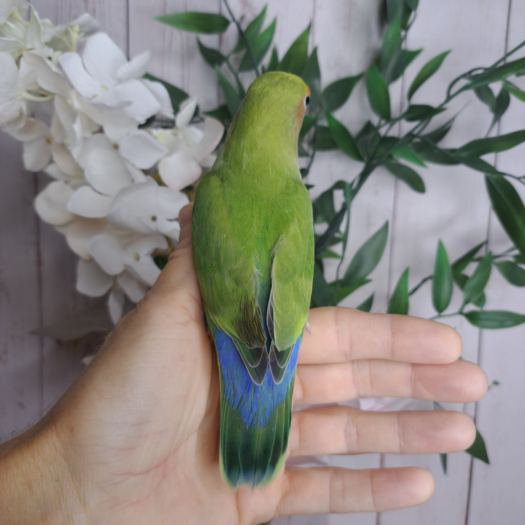 Lovebird- Ring ID: Z1442