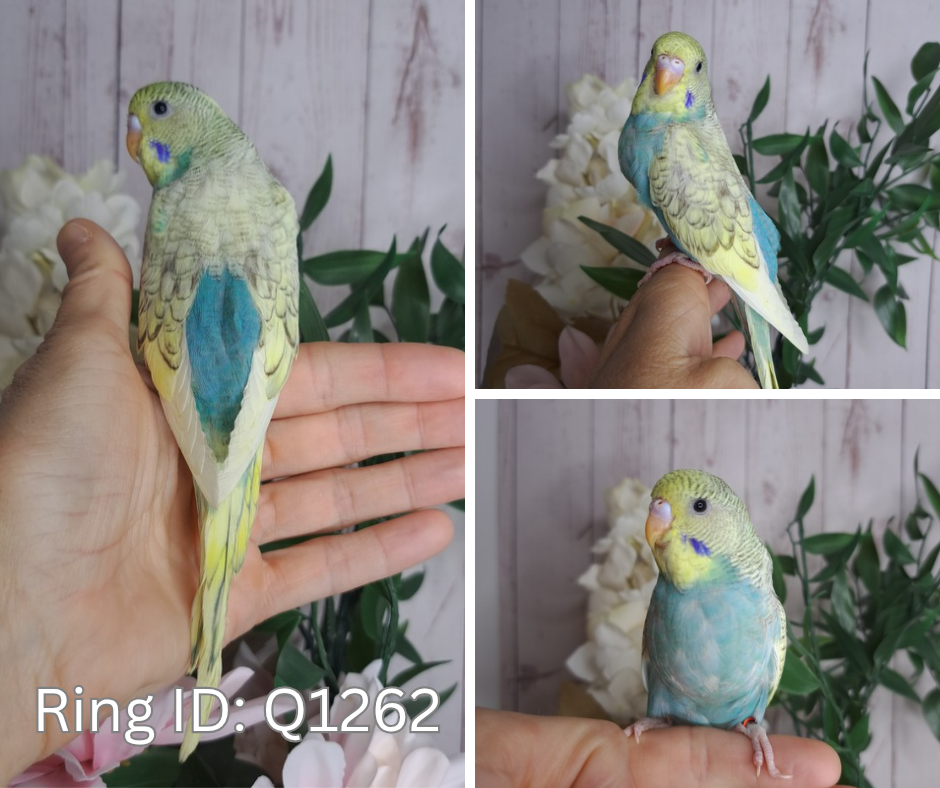 Budgie- Ring ID: Q1262