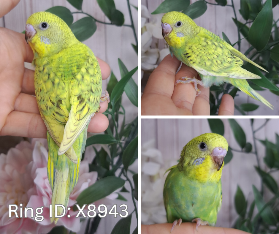 Budgie- Ring ID: X8943