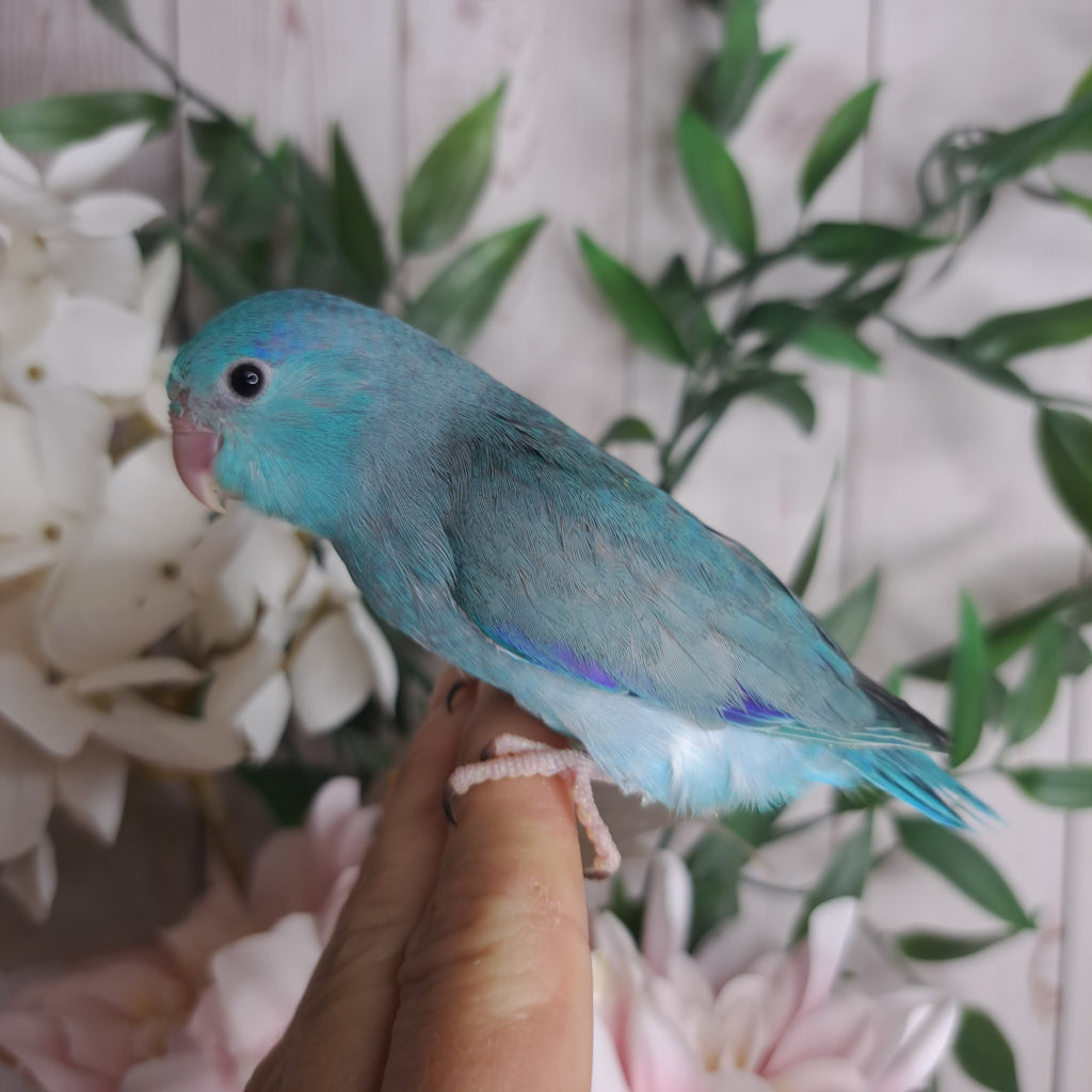 Parrotlet- Ring ID: K1140
