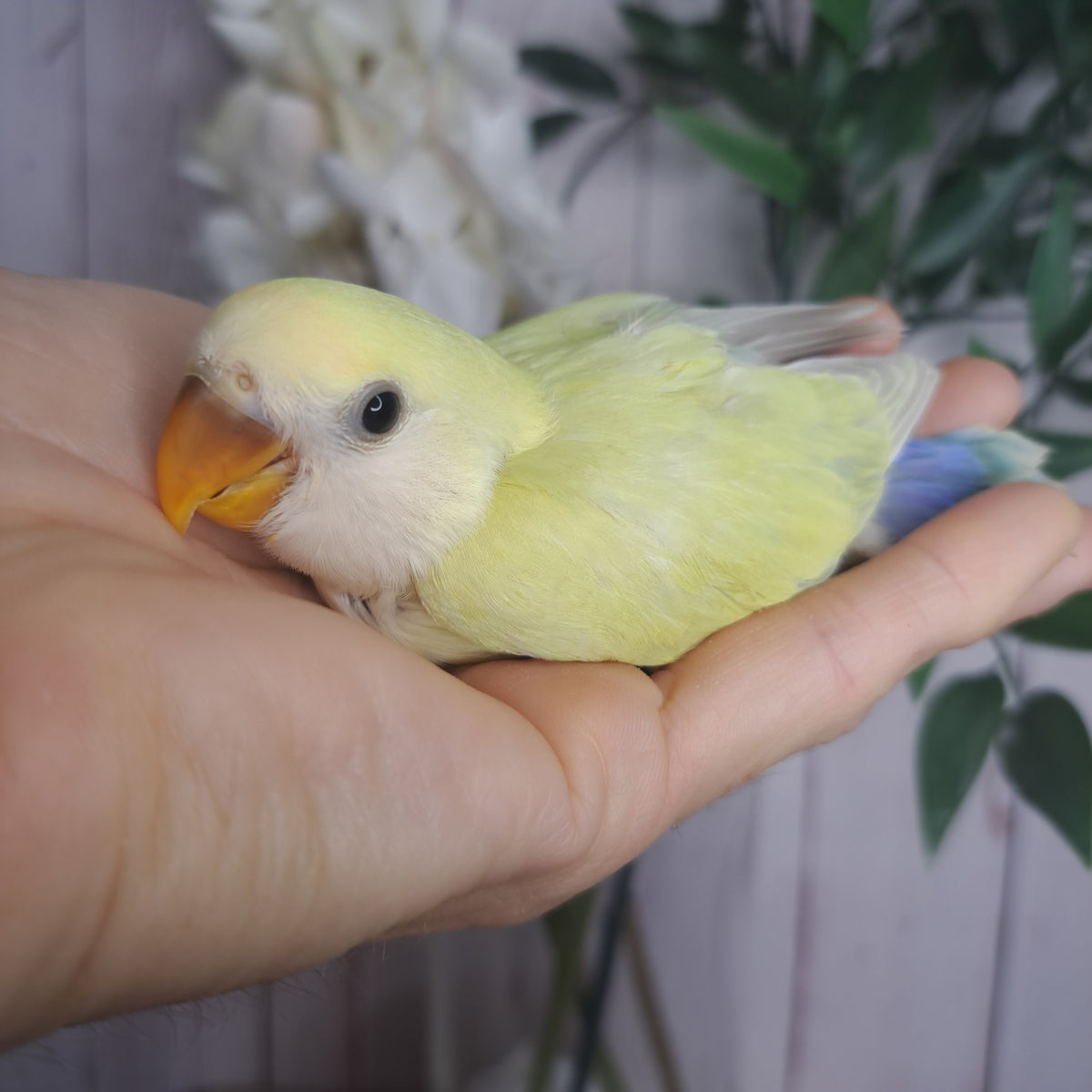 Lovebird- Ring ID: Z1166