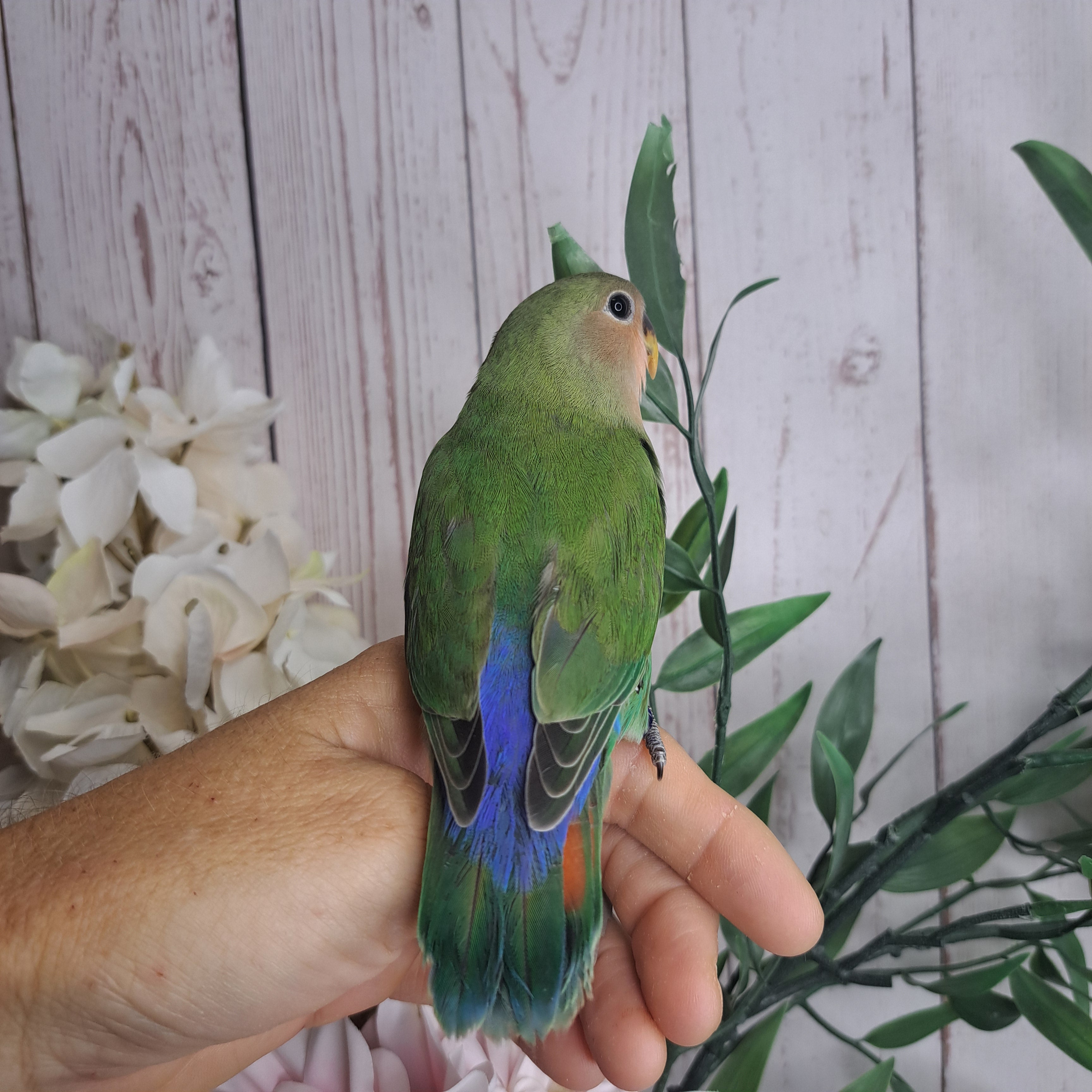 Lovebird- Ring ID: W3805