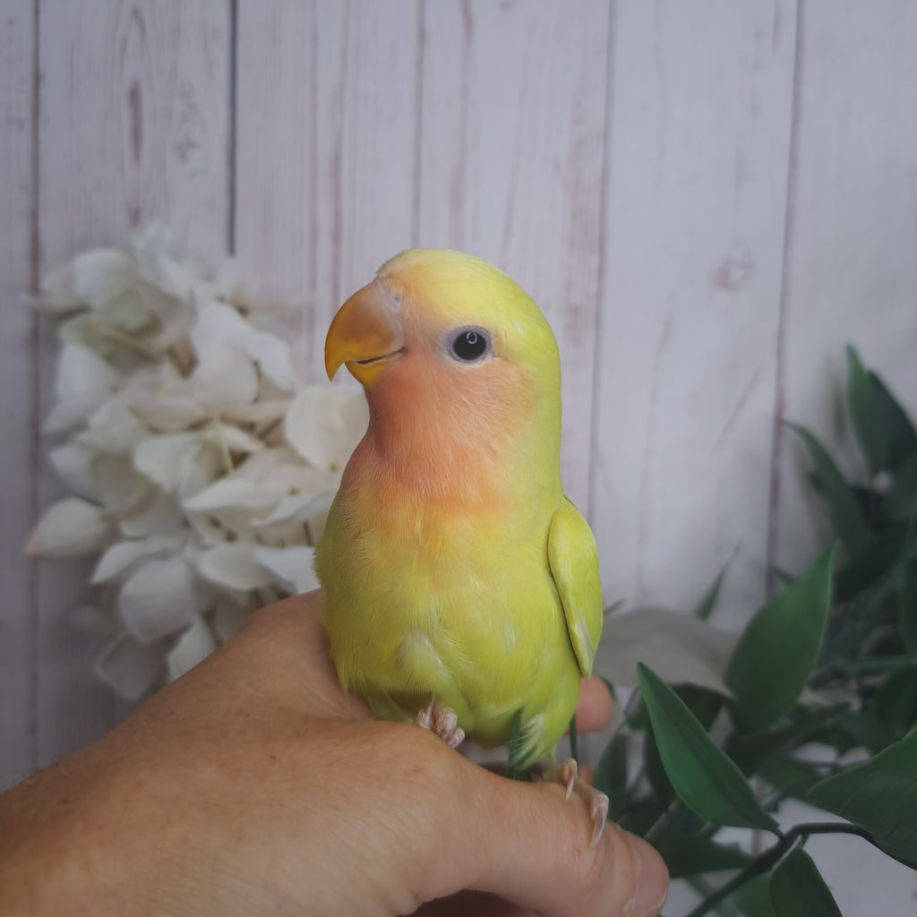 Lovebird- Ring ID: J0318