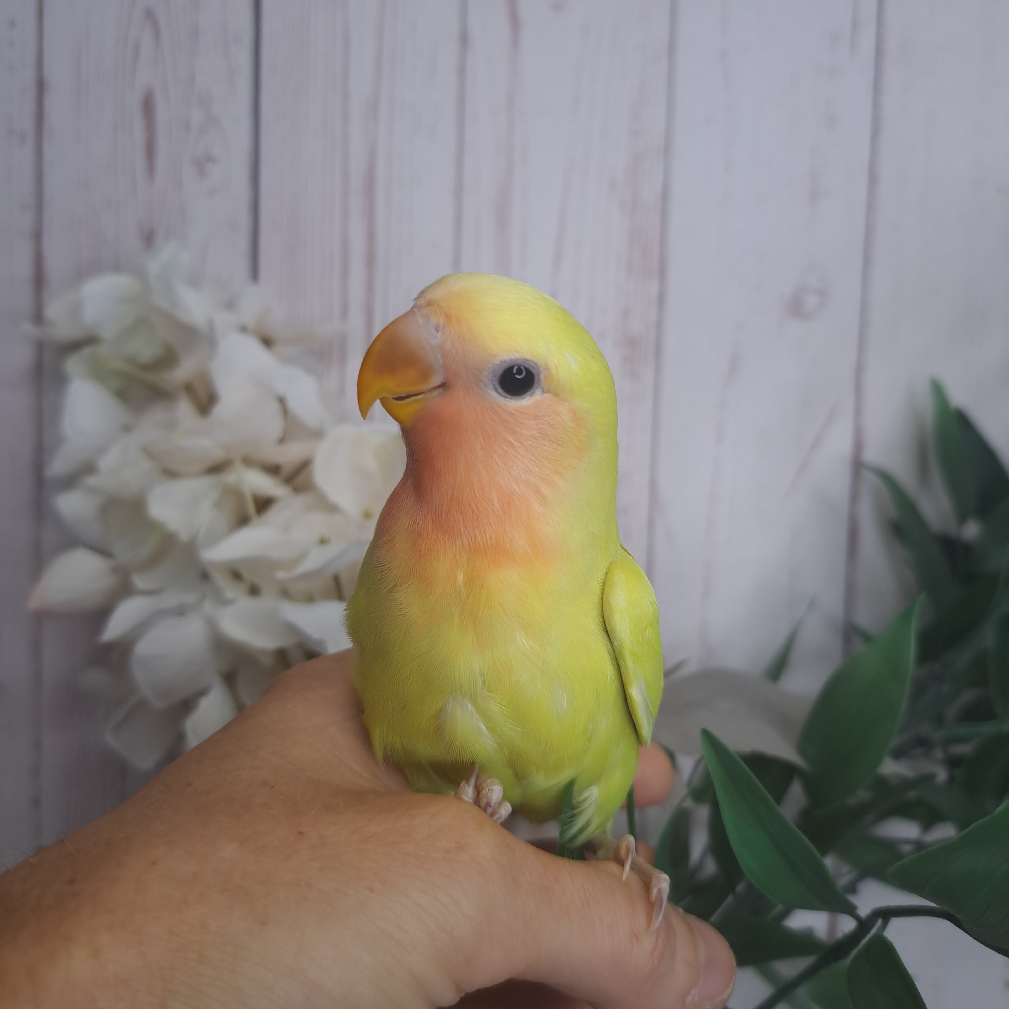 Lovebird- Ring ID: J0318