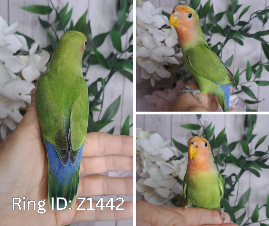 Lovebird- Ring ID: Z1442