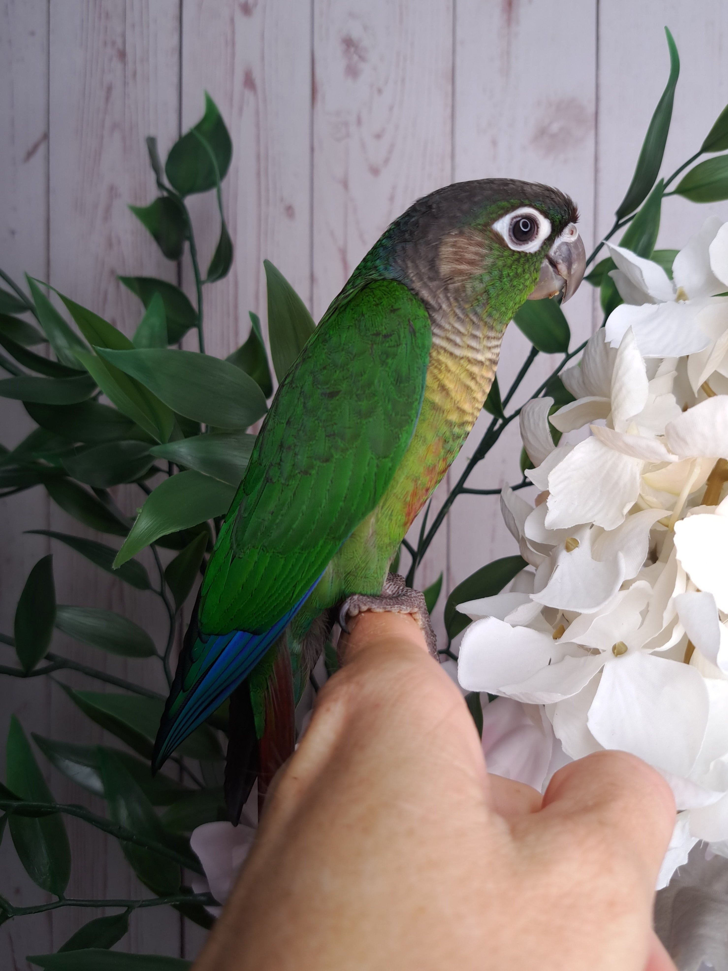 Green Cheek Conure- Ring ID: 291