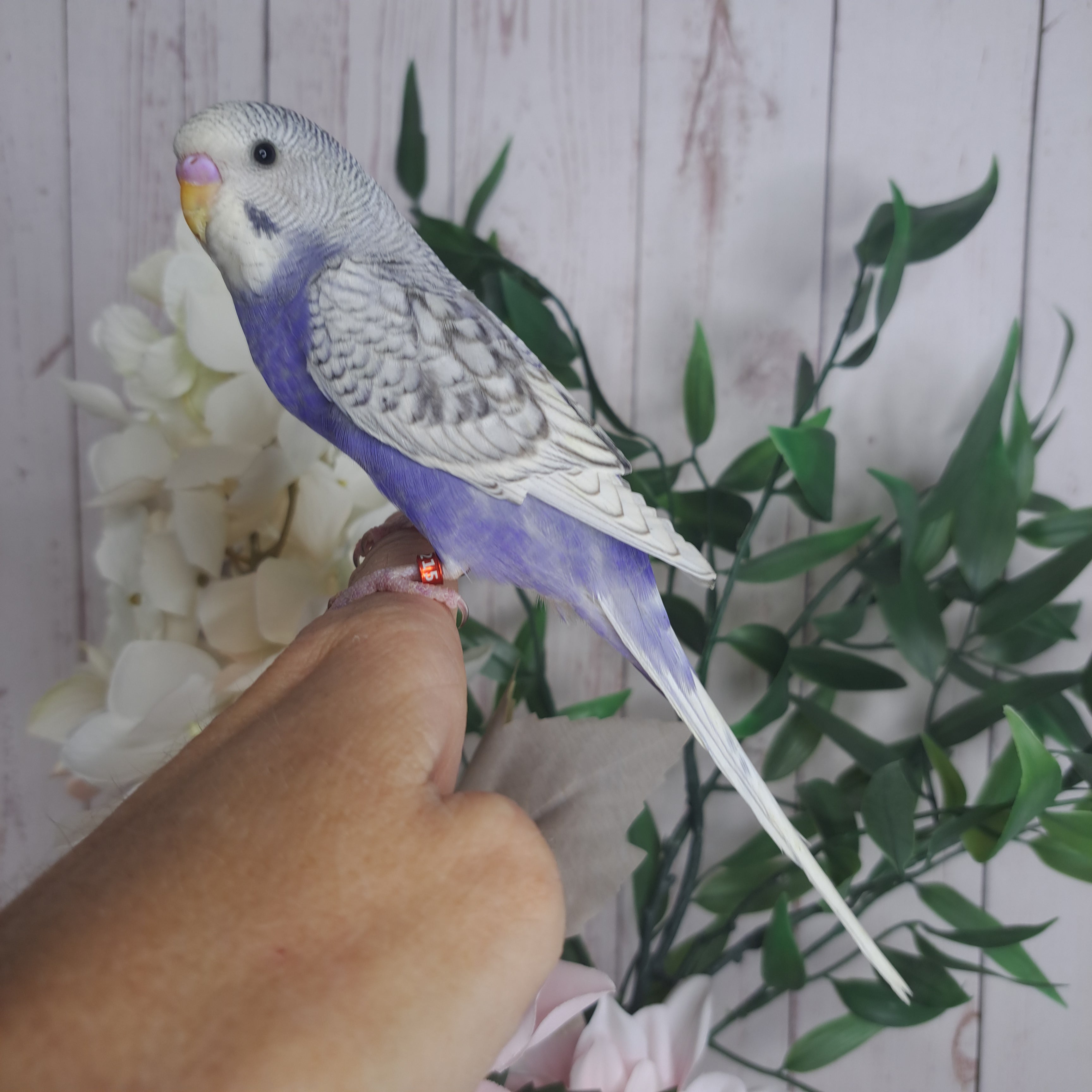 Budgie- Ring ID: N5215- DEPOSIT TAKEN