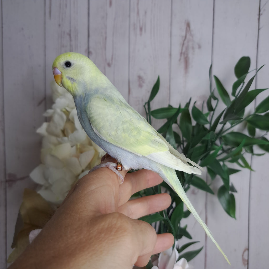 Budgie- Ring ID: N2503