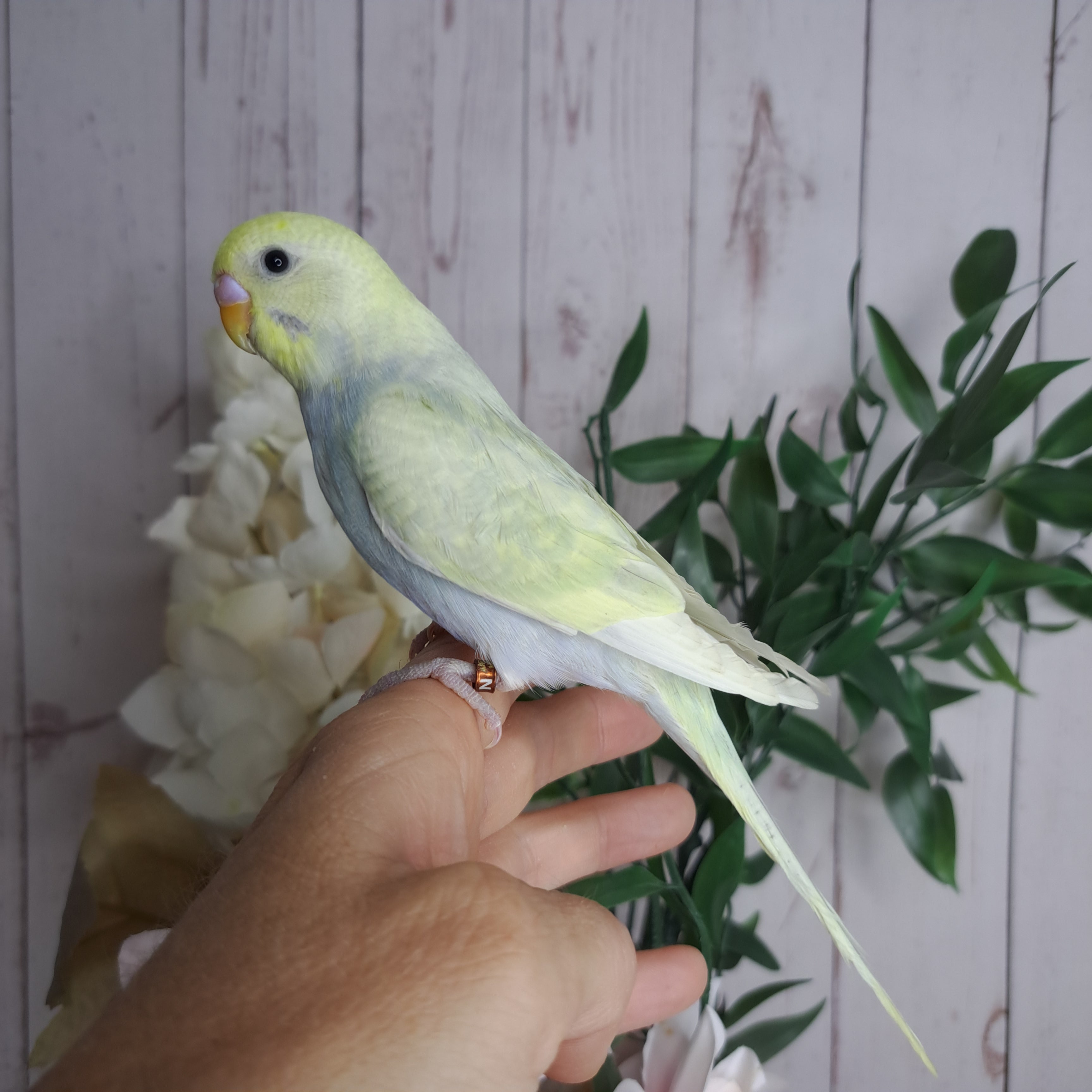 Budgie- Ring ID: N2503