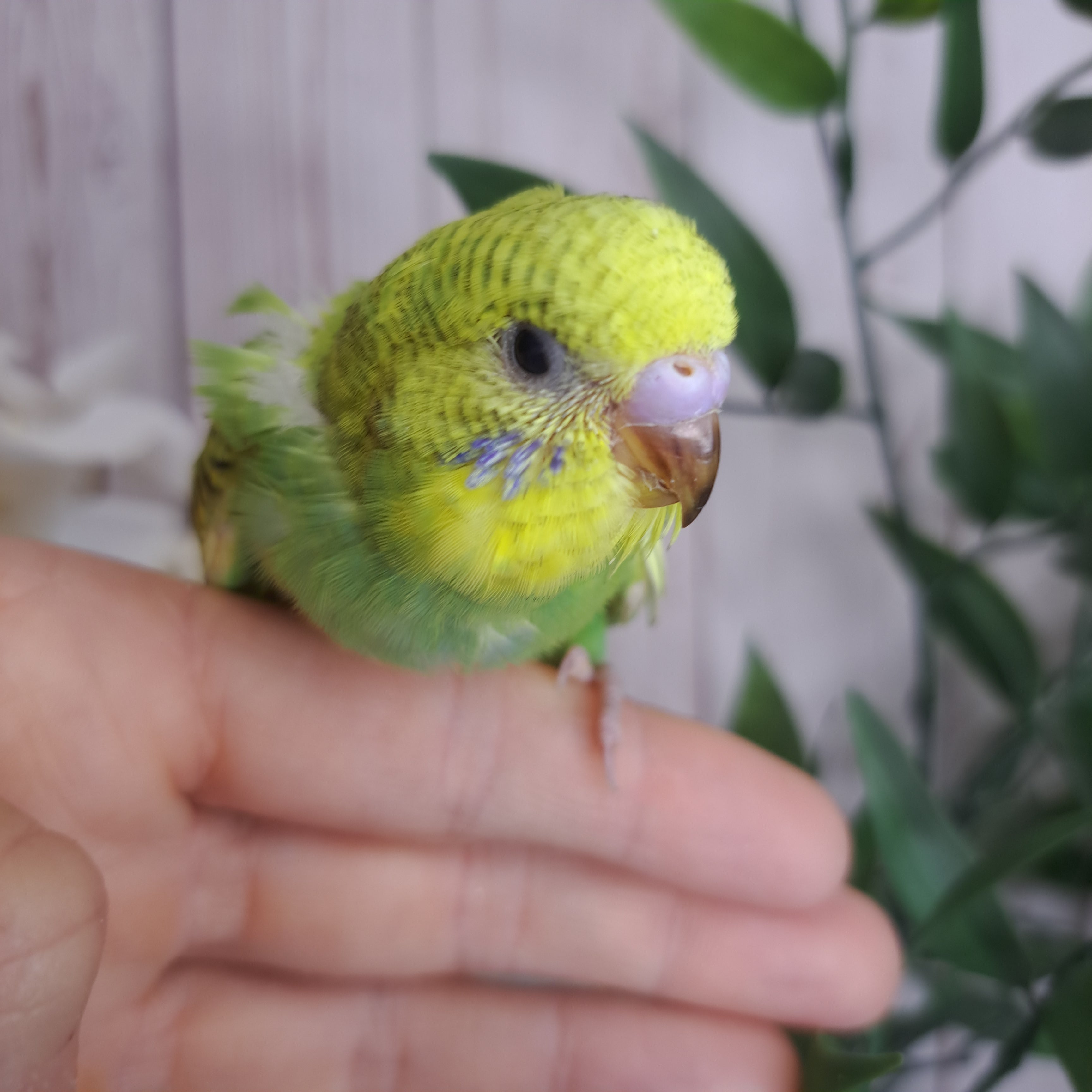 Budgie- Ring ID: Z2756