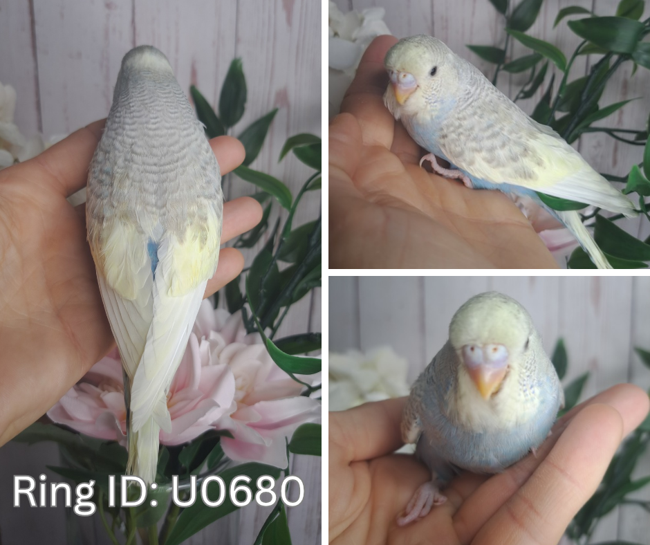 Budgie- Ring ID: U0680- DEPOSIT TAKEN