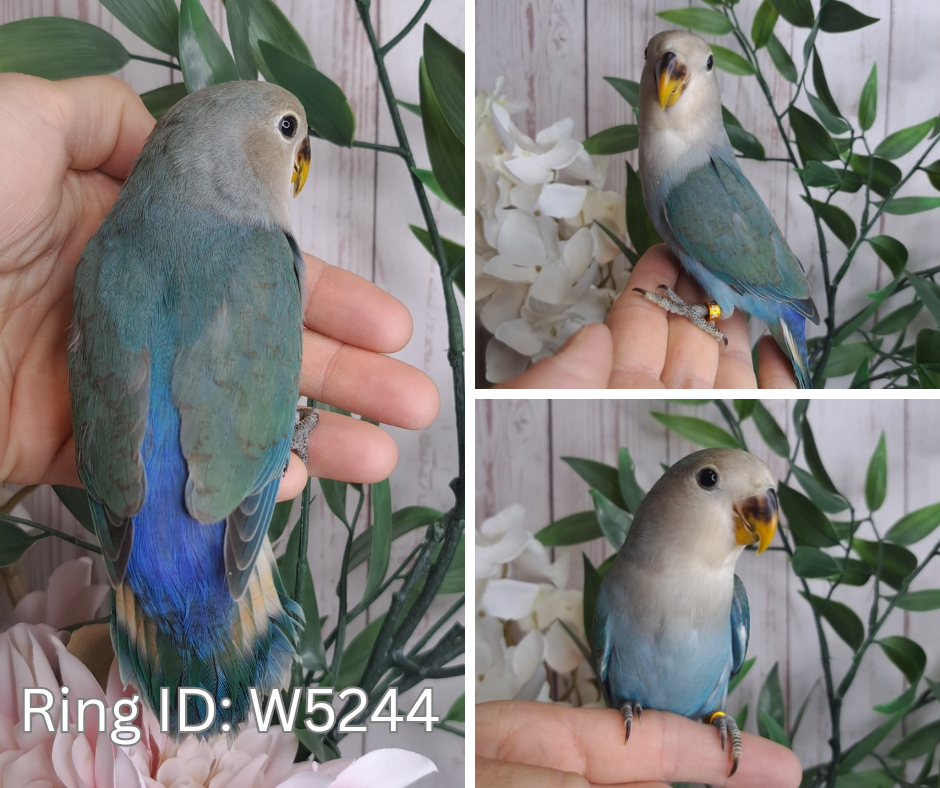 Lovebird- Ring ID: W5244 - DEPOSIT TAKEN