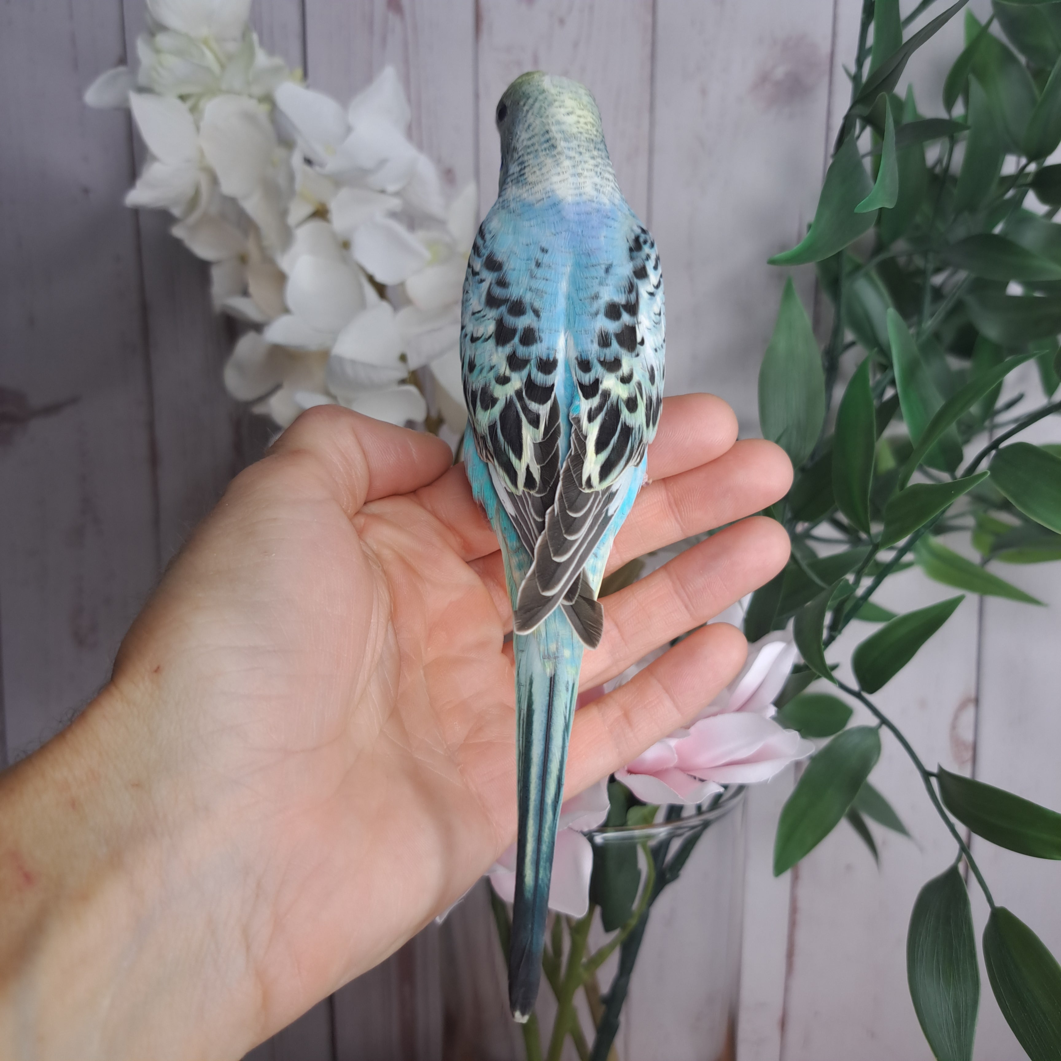 Budgie- Ring ID: N0290