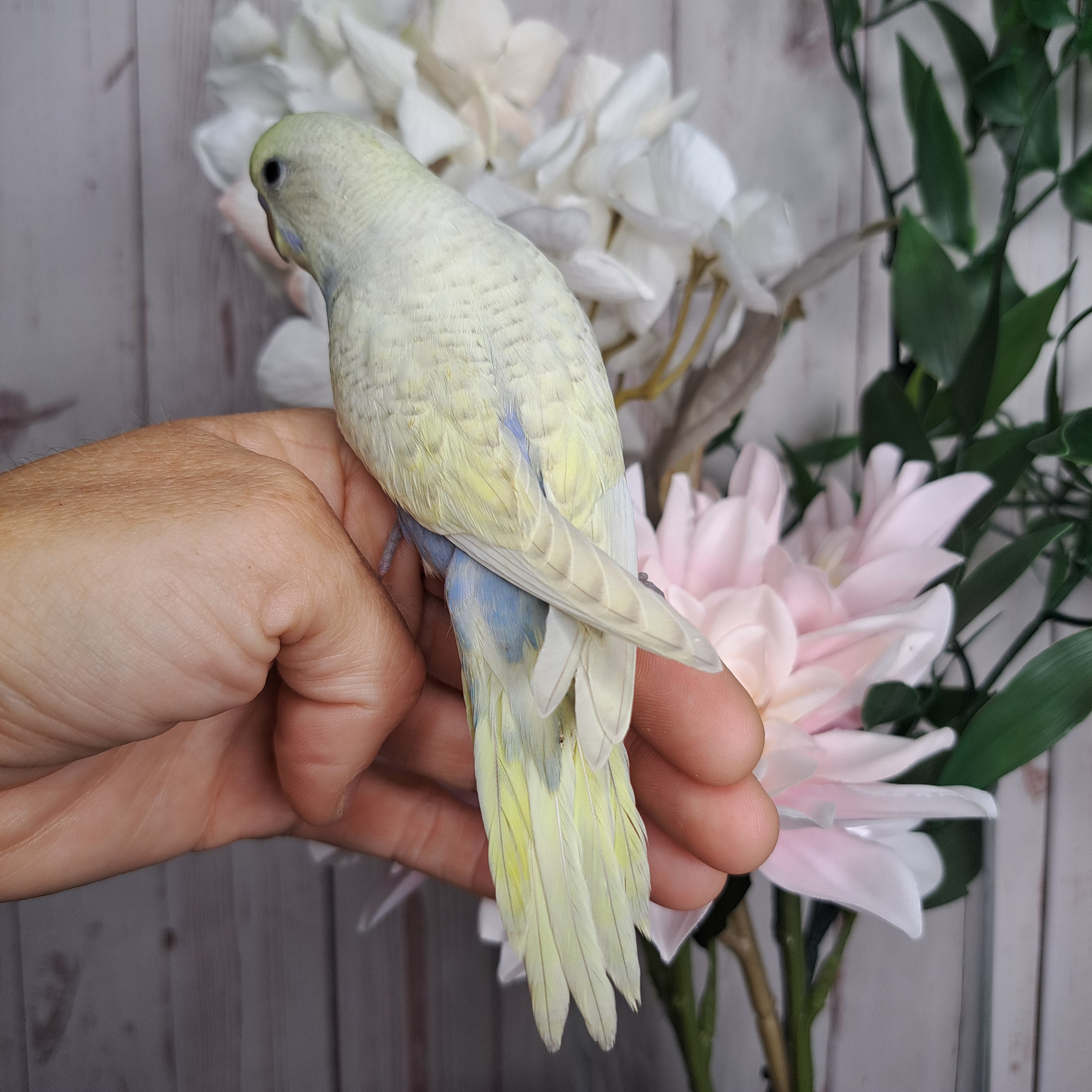 Budgie- Ring ID: P2371- Deposit made