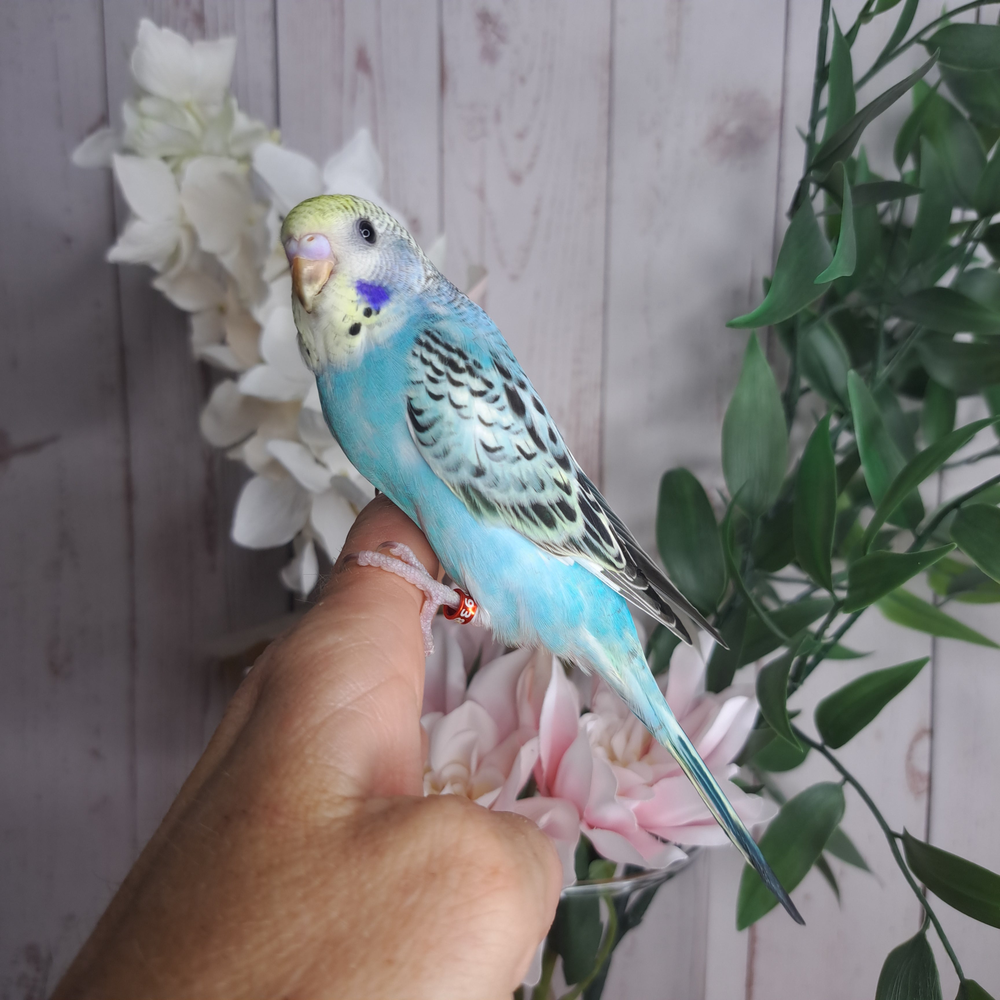 Budgie- Ring ID: Q6938