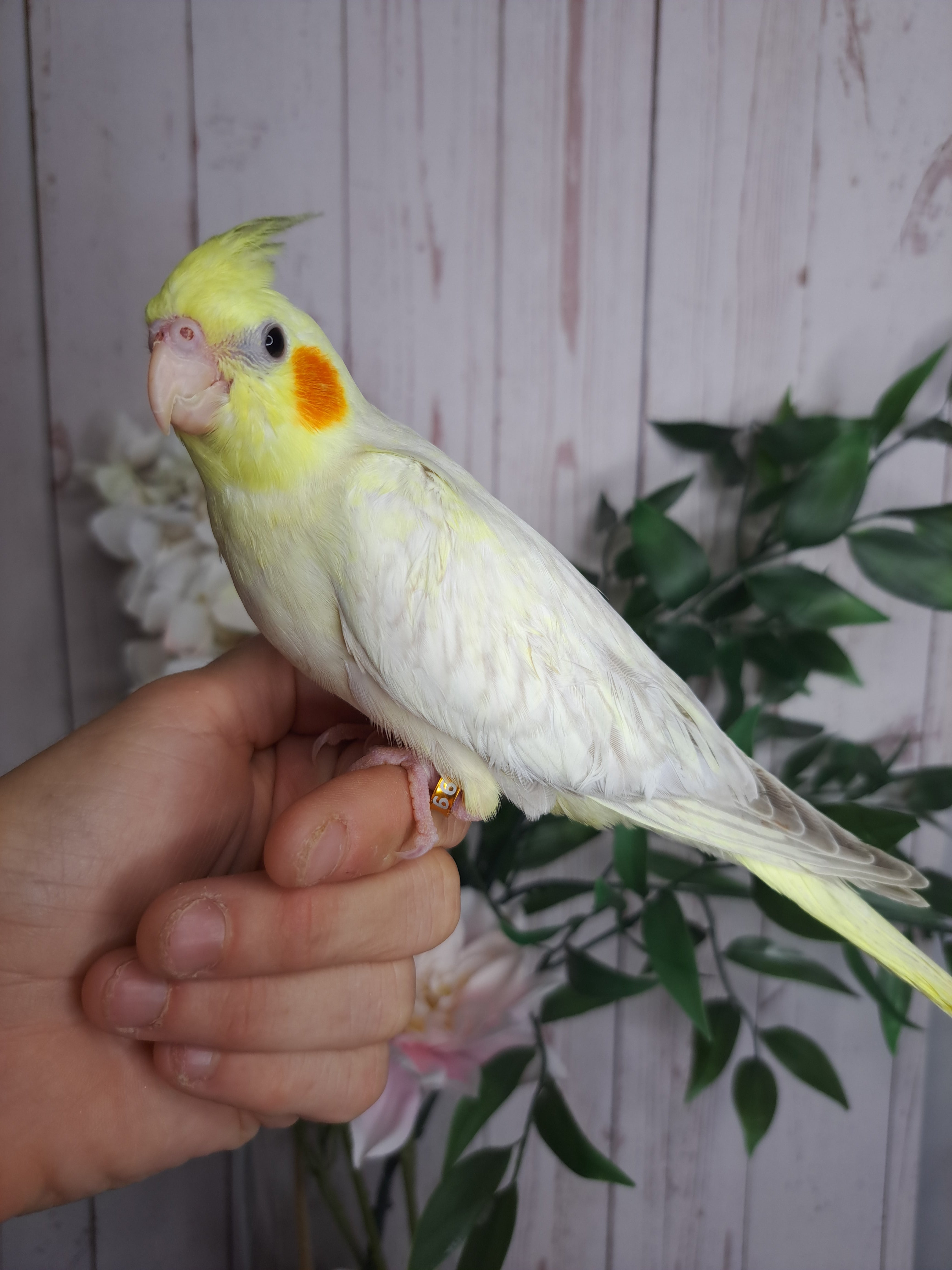 Cockatiel- Ring ID: D3399- DEPOSIT TAKEN