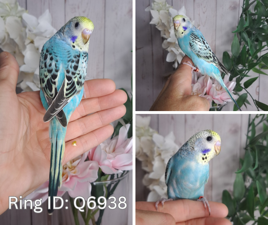 Budgie- Ring ID: Q6938