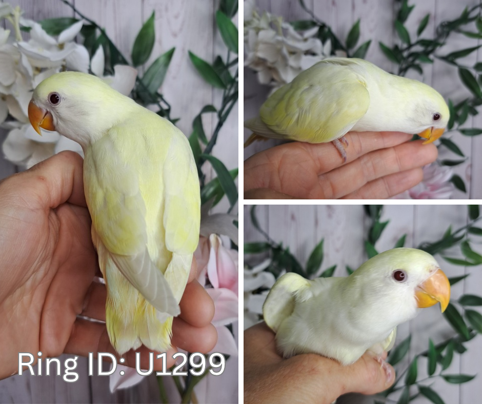 Lovebird- Ring ID: U1299