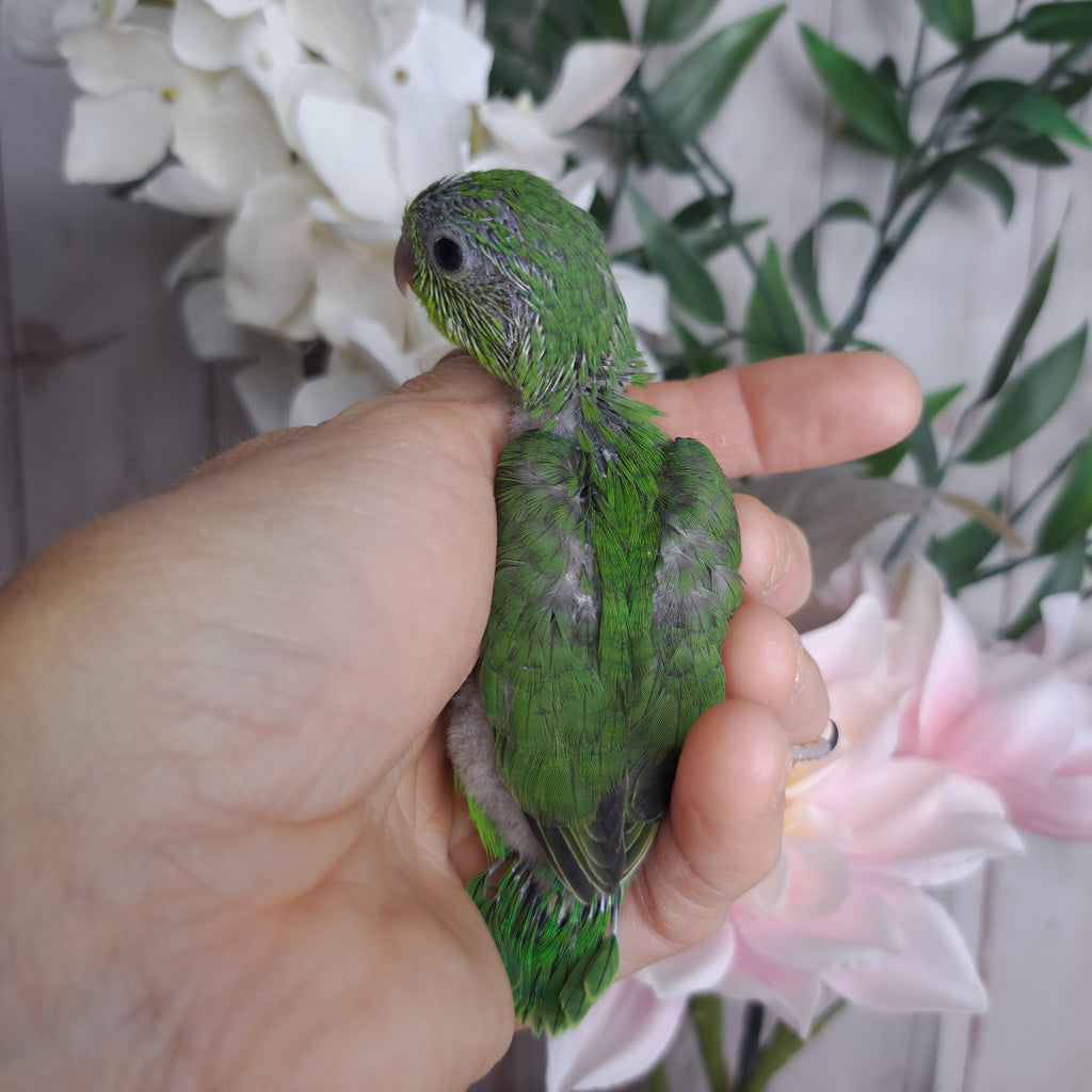 Parrotlet- Ring ID: N1544