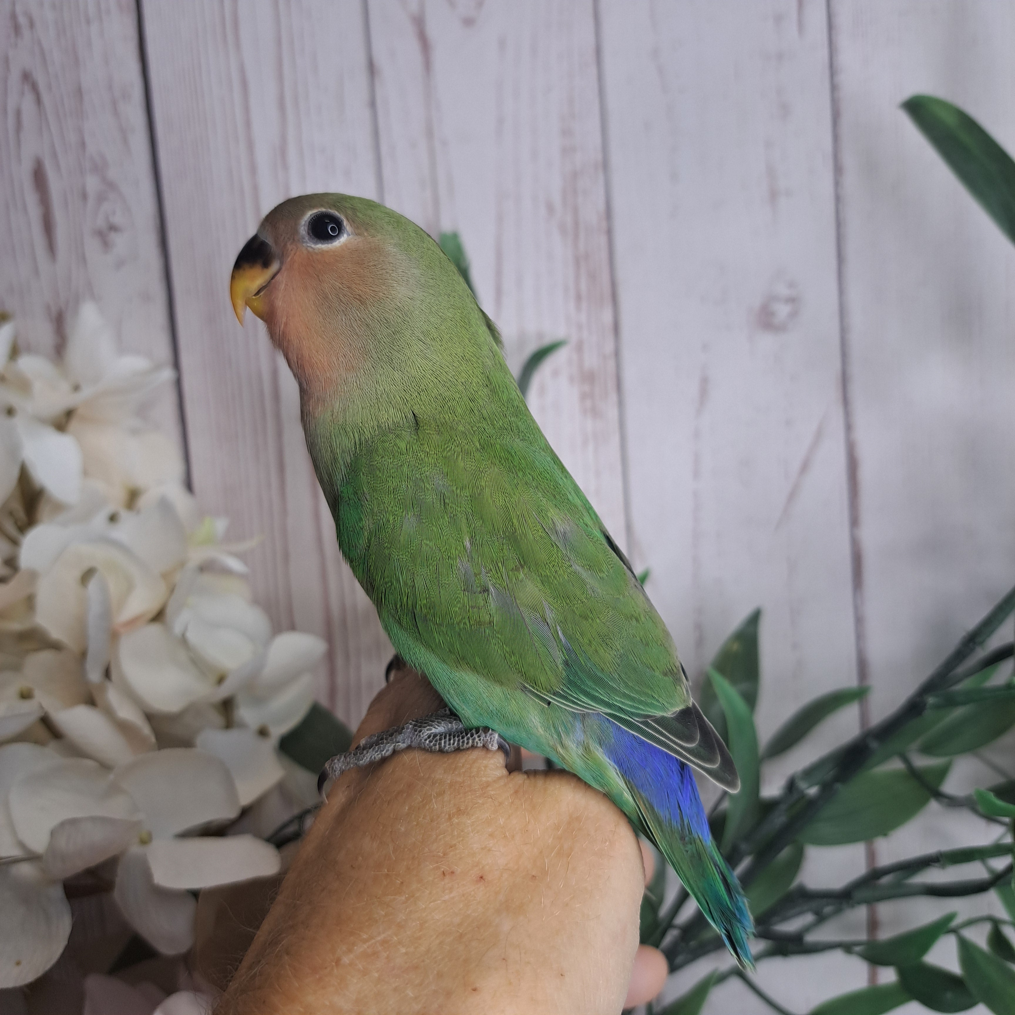 Lovebird- Ring ID: W3805