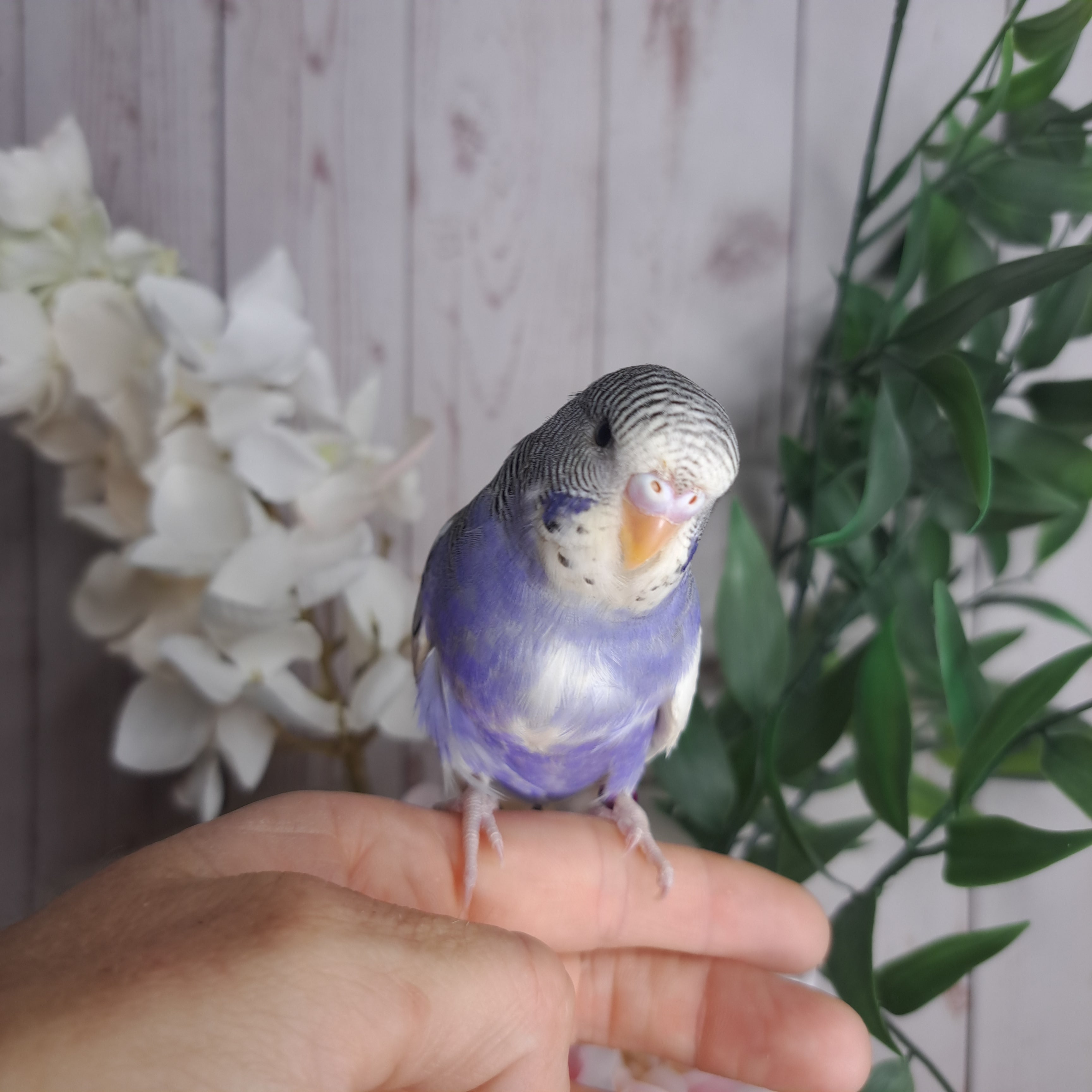 Budgie- Ring ID: P0308