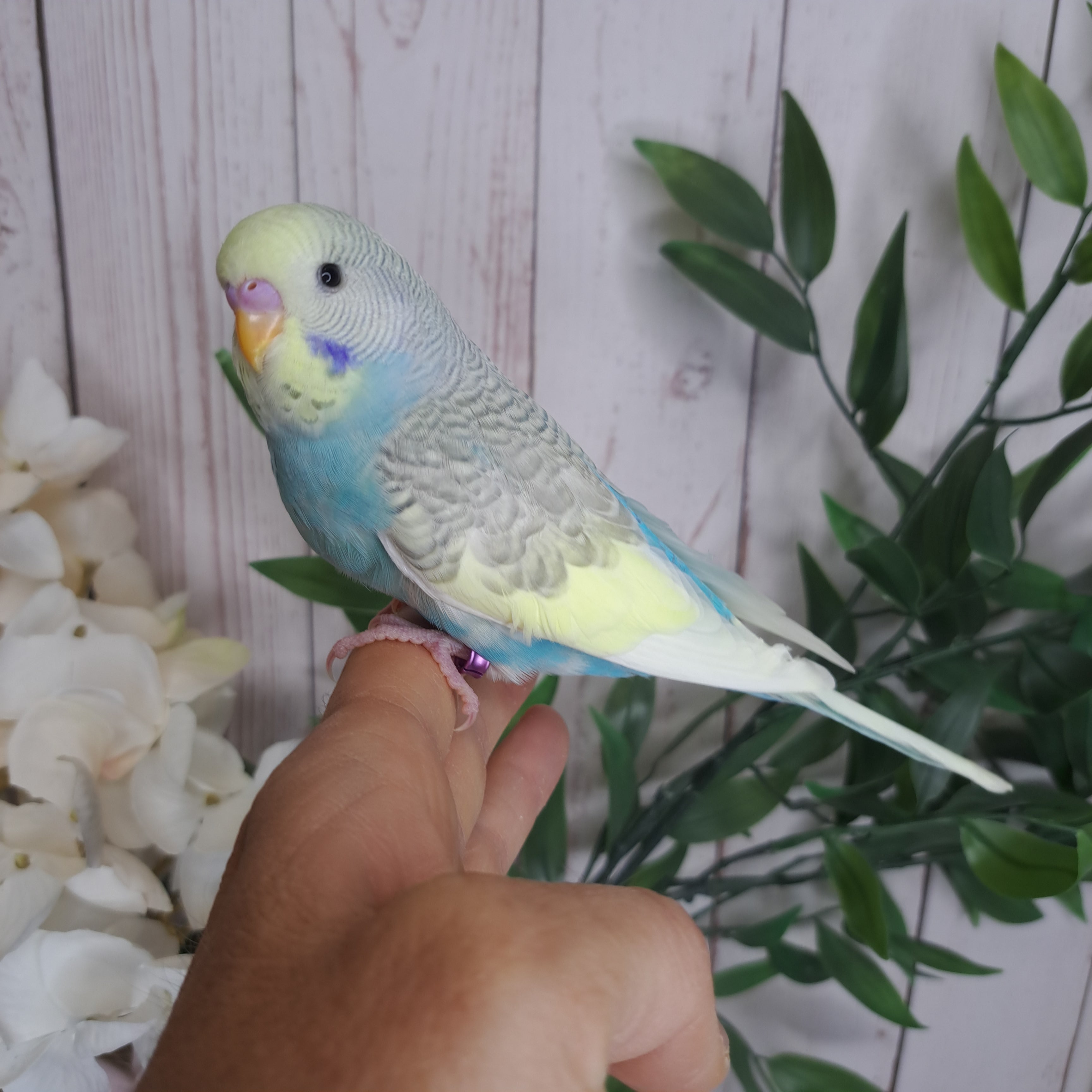 Budgie- Ring ID: Z5677- DEPOSIT TAKEN